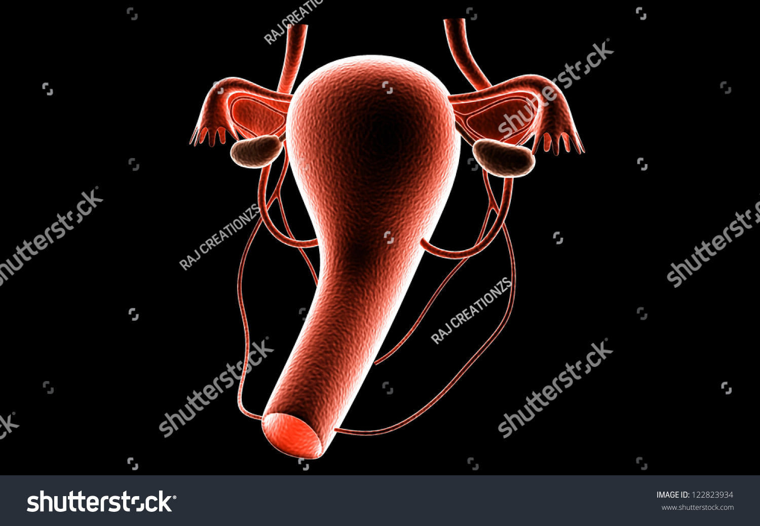 D Female Reproductive System Black Background Stock Illustration Shutterstock