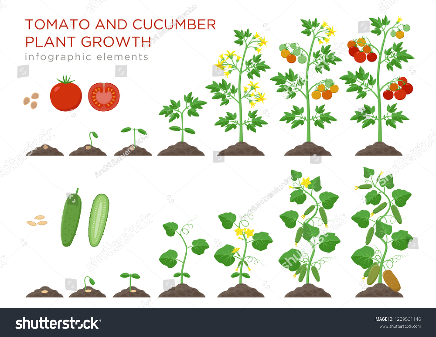 Tomato Cucumber Plants Growth Stages Infographic Stock Vector Royalty