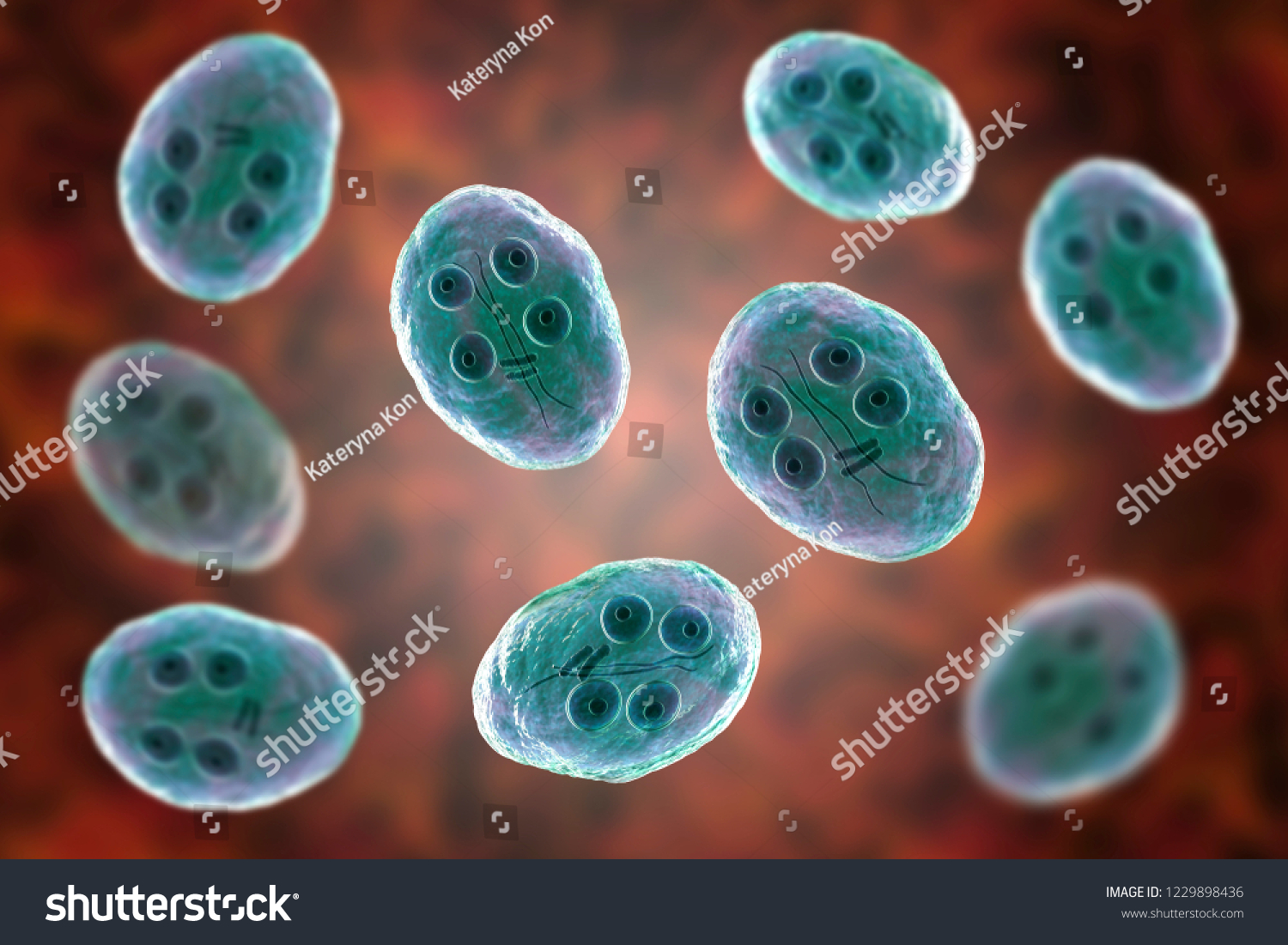 Cyst Giardia Intestinalis Protozoan Formely Known Stock Illustration