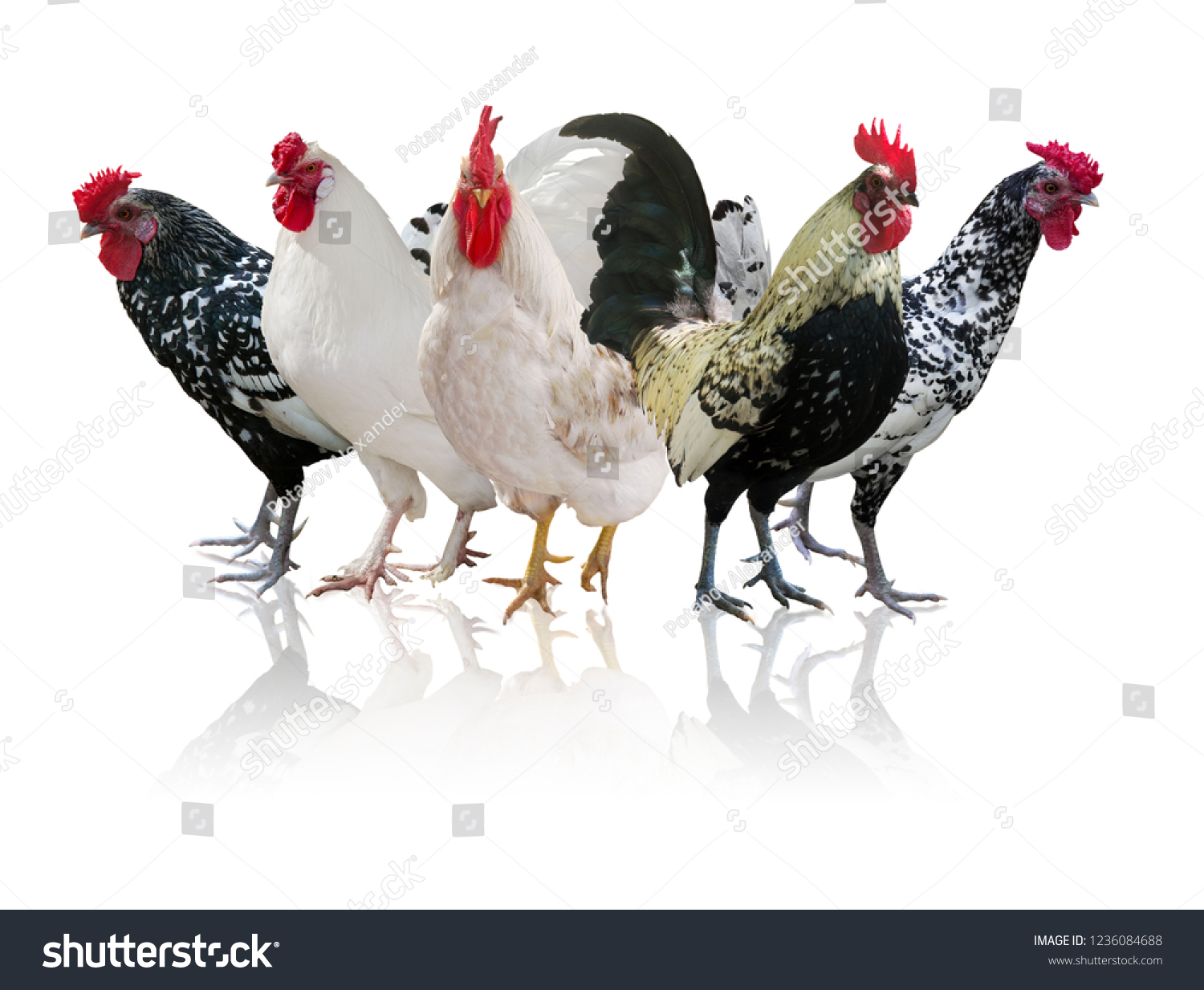 Group Roosters Isolated On White Background Stock Photo