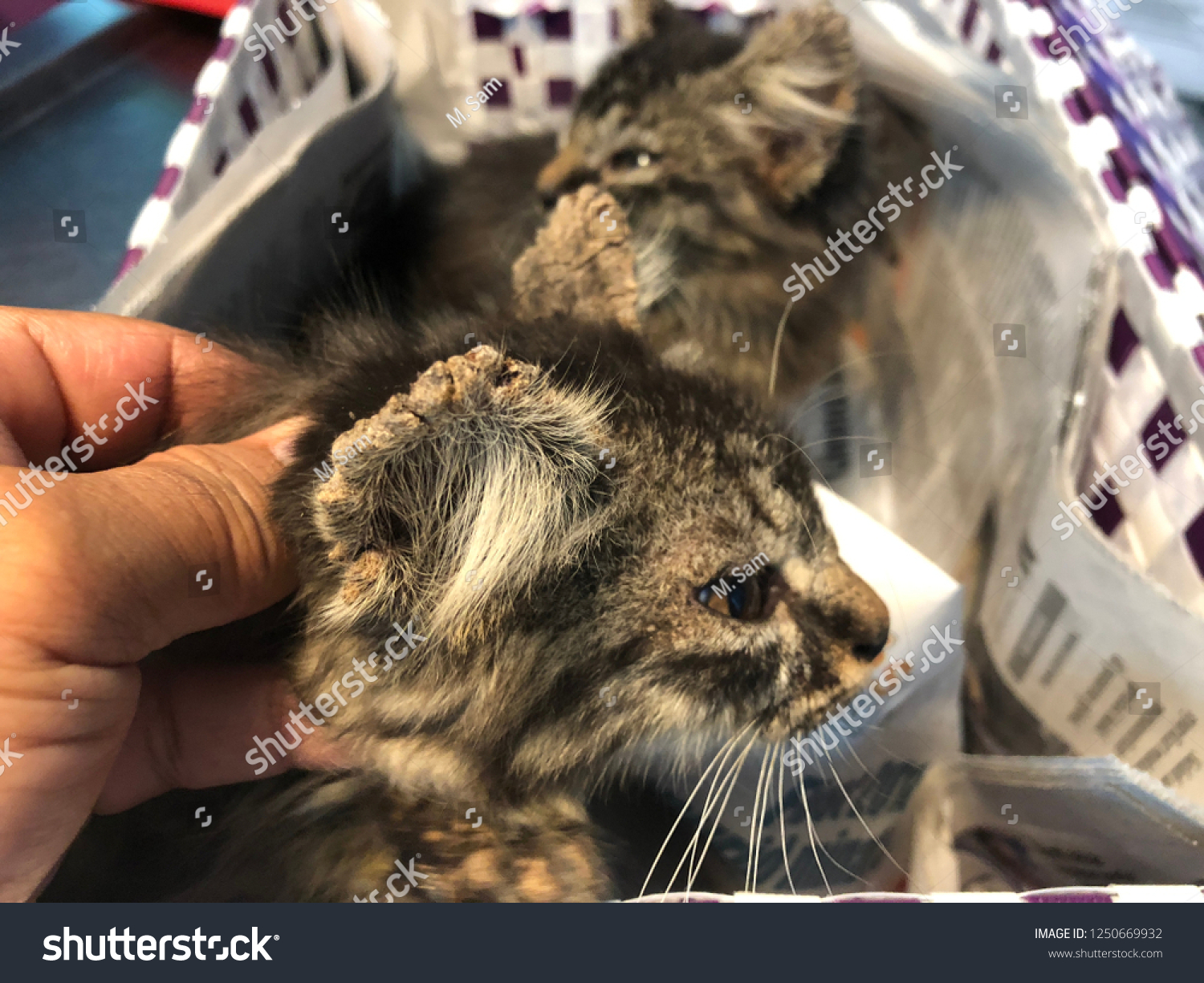 Cat Clinical Sign Sarcoptic Mange Infectionsarcoptic Stock Photo