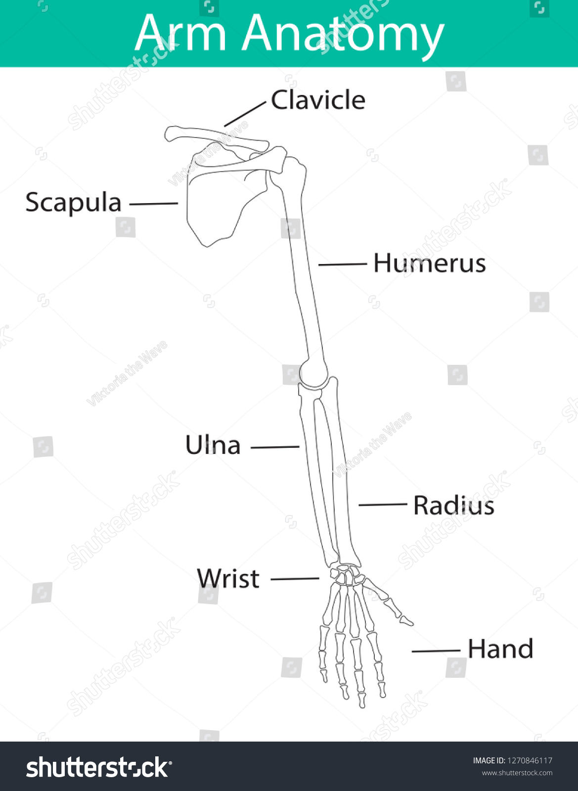 Vektor Stok Vector Illustration Human Arm Skeletal Anatomy Tanpa