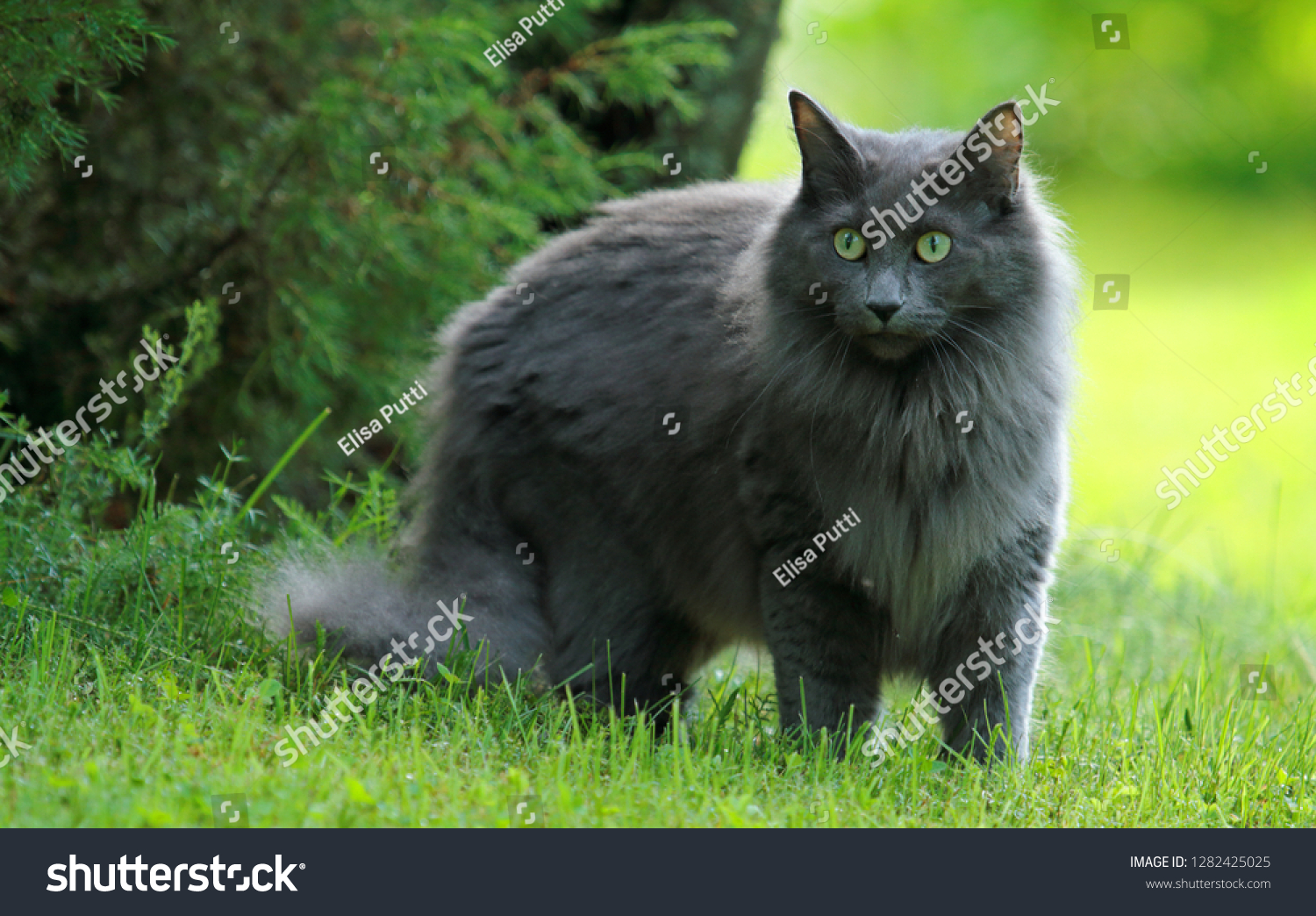 Blue Norwegian Forest Cat Female On Stock Photo Shutterstock