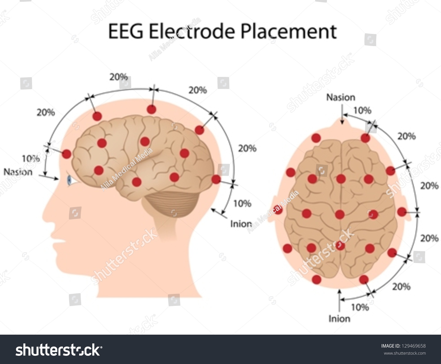 EEG 전극 배치 스톡 벡터 로열티 프리 129469658 Shutterstock