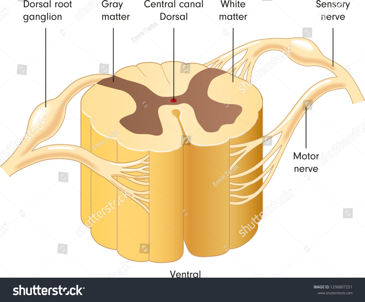 Spinal Cord Sections Images Stock Photos Vectors Shutterstock