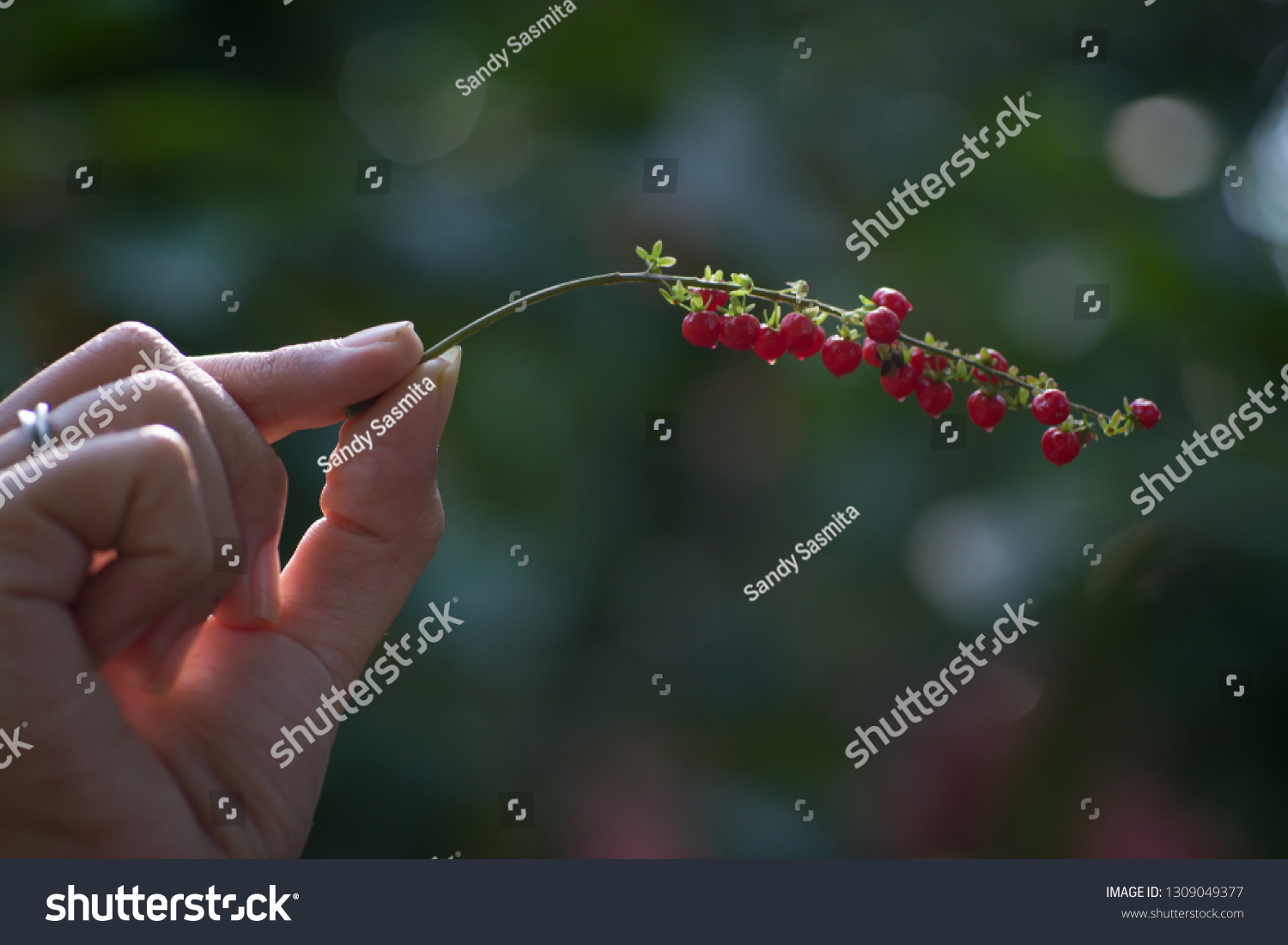 Buah Mahkota Dewa Phaleria Macrocarpa Fruit Stock Photo 1309049377