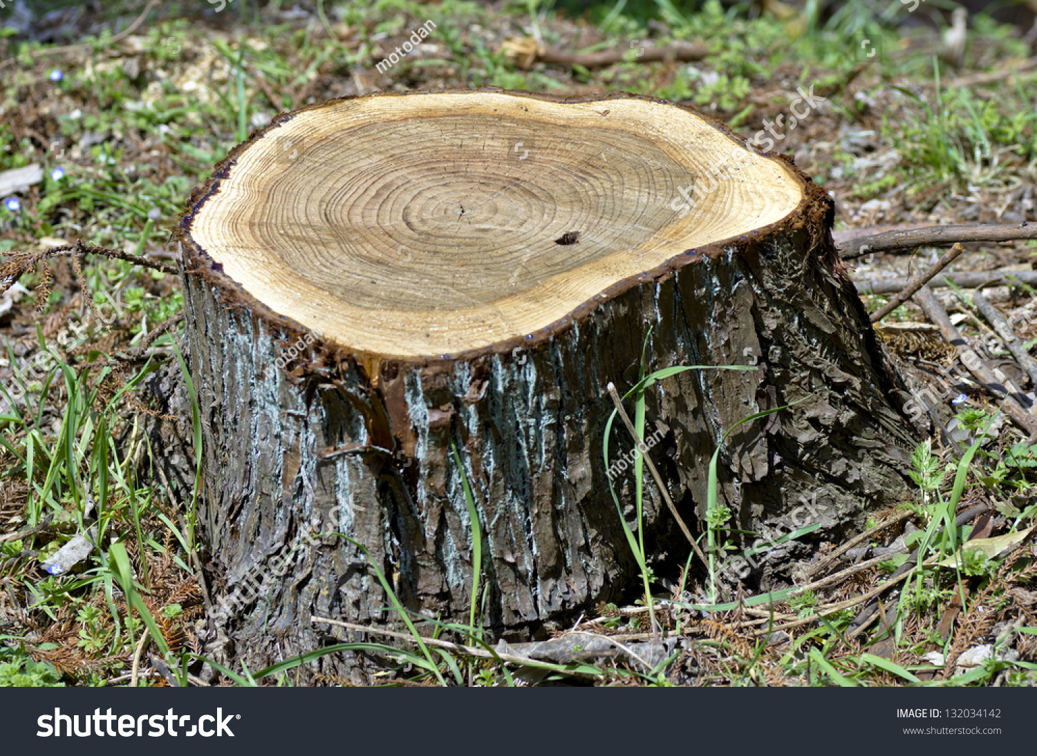 Aladya nude stump