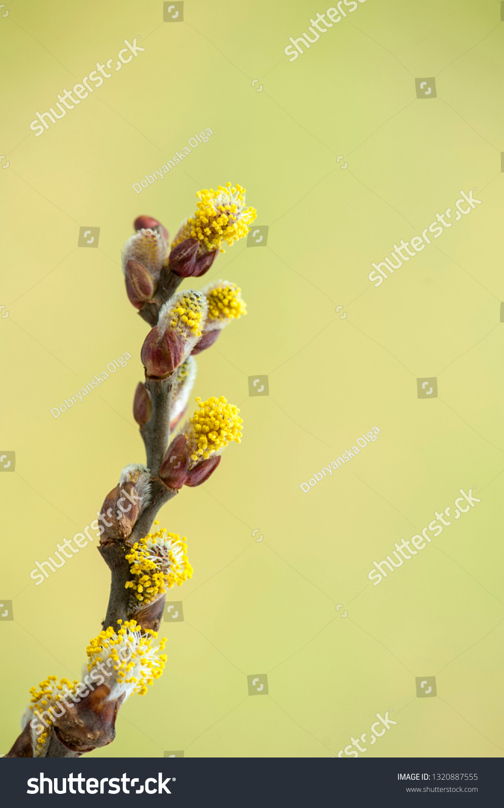 Bloom Twig Pussy Willow On Green Stock Photo Shutterstock