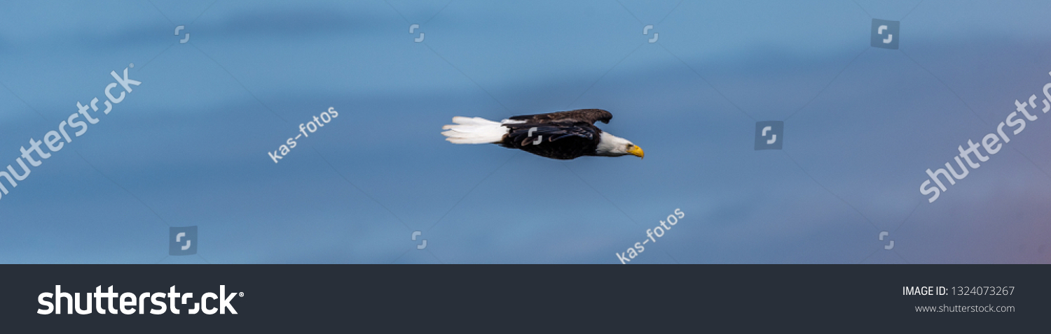 Bald Eagle Flying Through Blue Sky Stock Photo Shutterstock