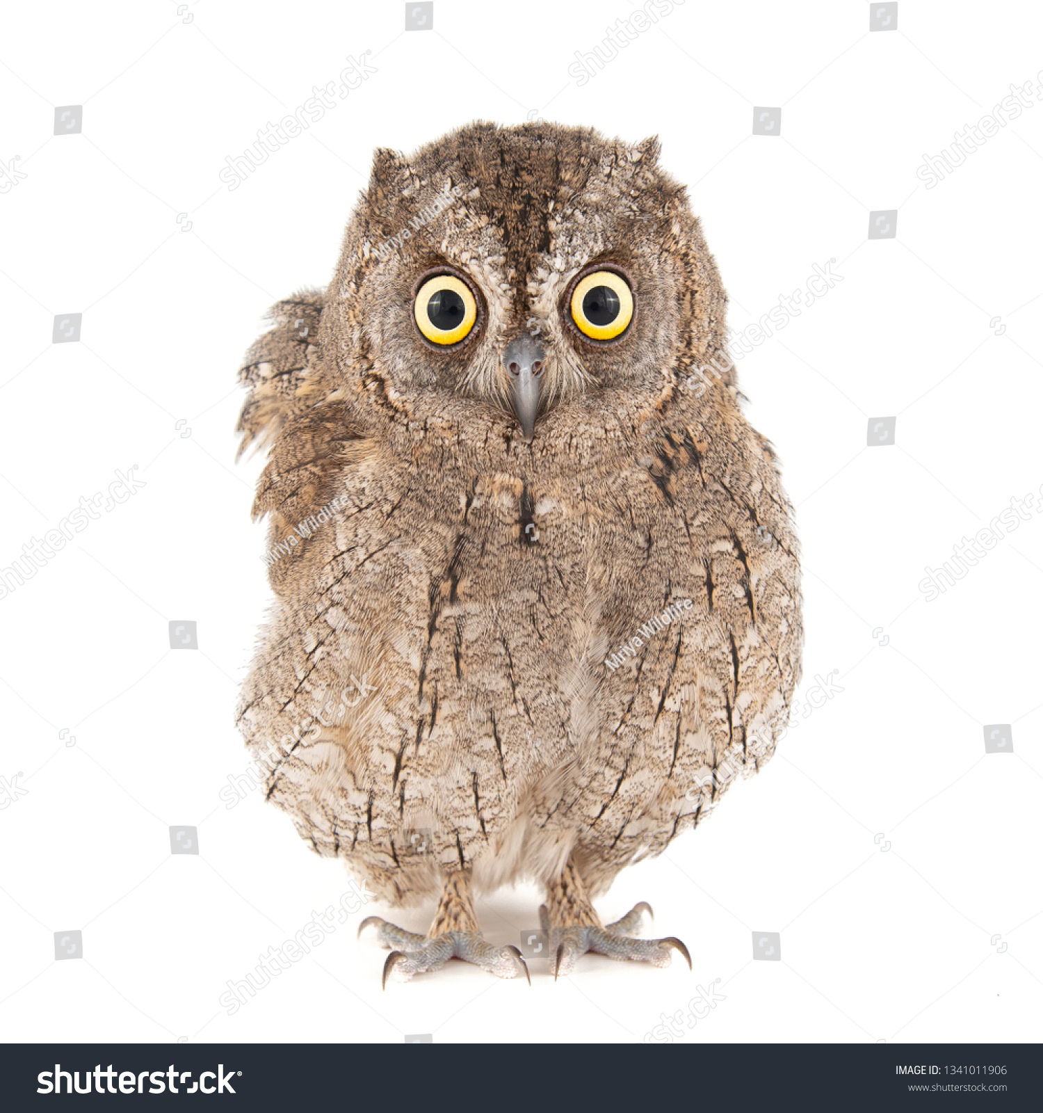 Owls European Scops Owl Otus Scops Stock Photo Shutterstock