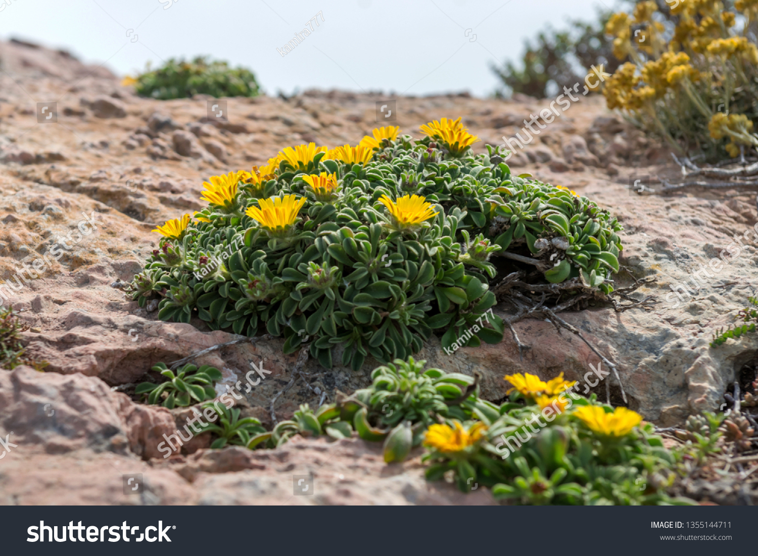 Wildflowers National Park De Calblanque Region Stock Photo