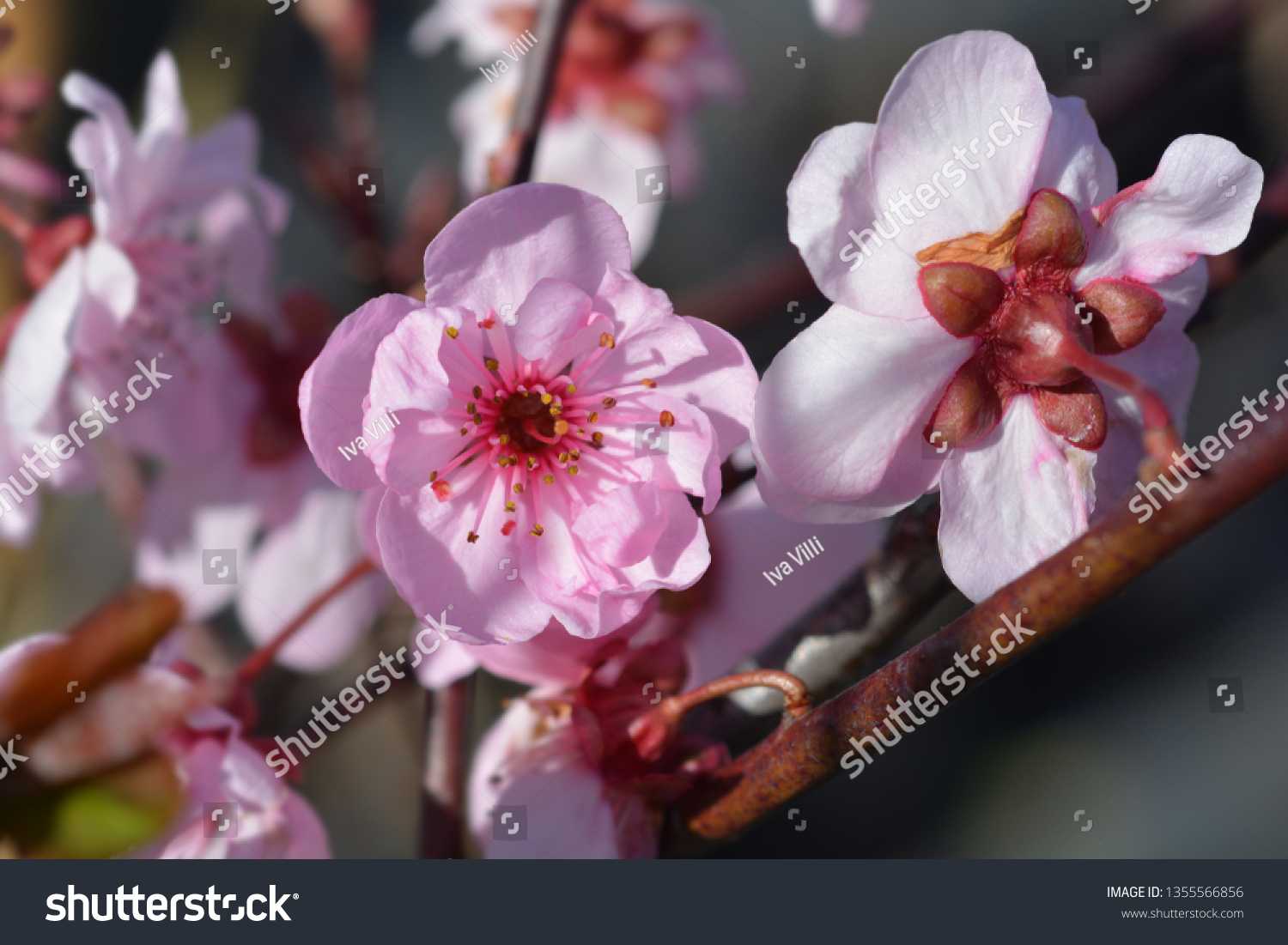 Blireiana Plum Images Stock Photos Vectors Shutterstock