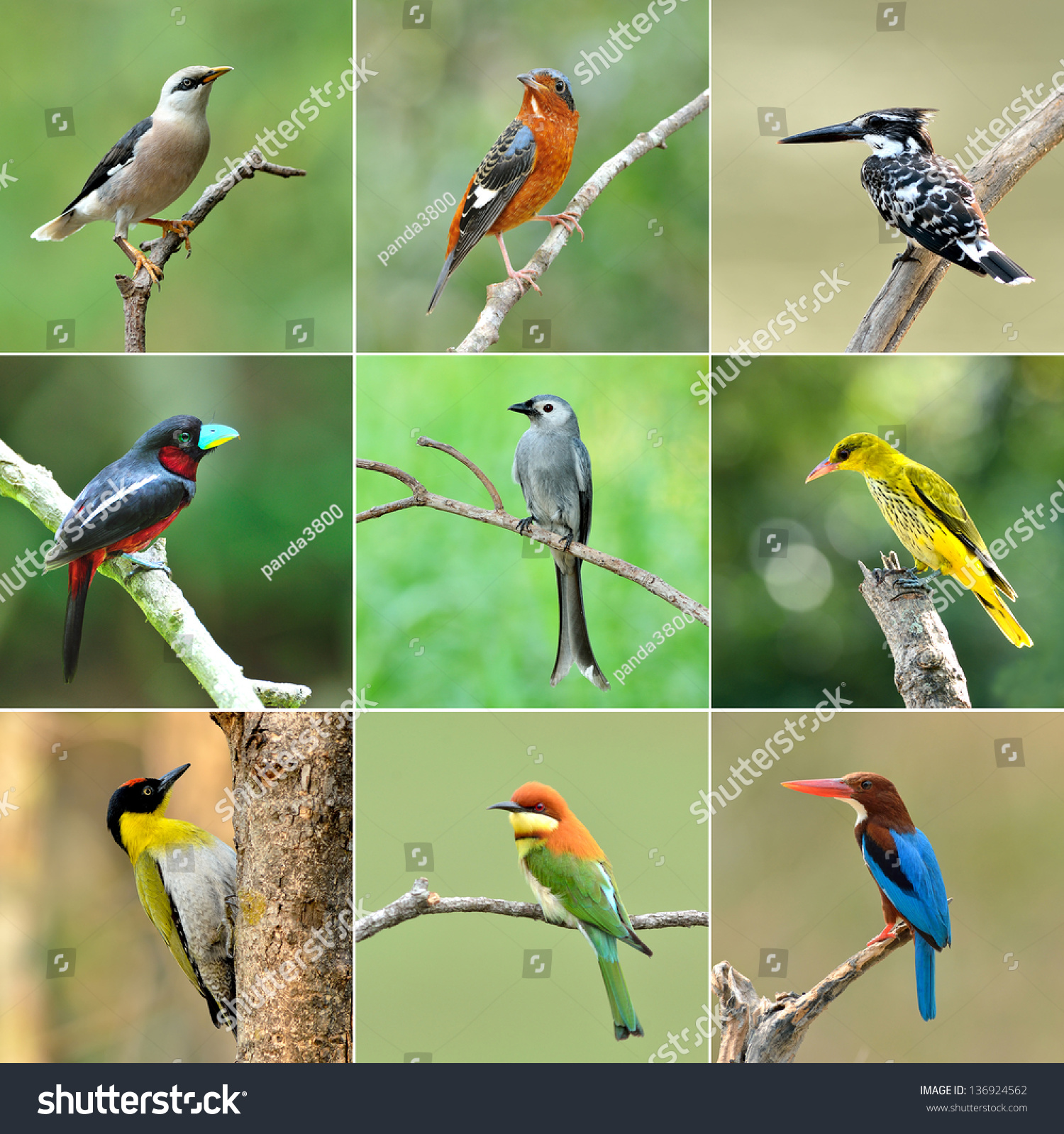 Collection Birds Stock Photo Shutterstock