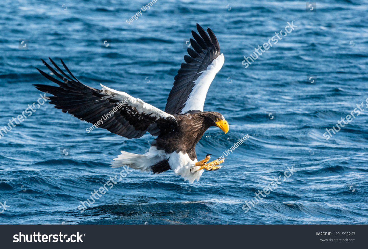 Adult Stellers Sea Eagle Fishing Scientific Stock Photo 1391558267