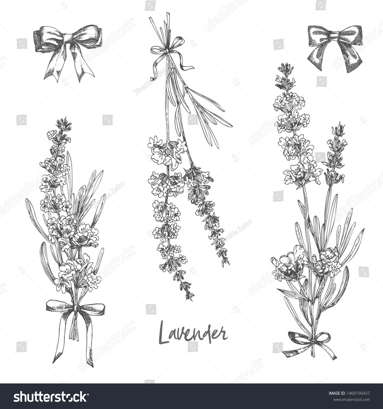 Set Hand Drawn Sketch Lavender Flower Stock Vector Royalty Free