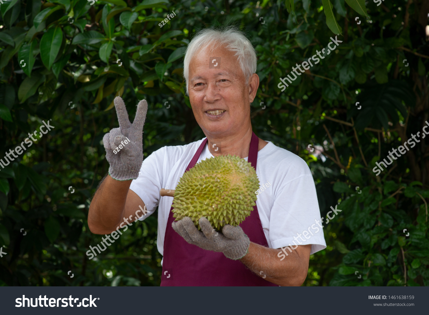 Farmer Musang King Durian Orchard Stock Photo 1461638159 Shutterstock