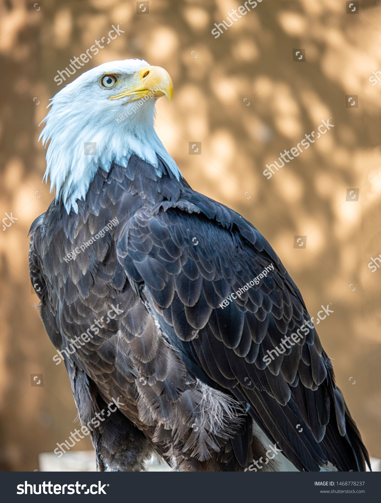 Mature Bald Eagle Standing Poised Looking Stock Photo