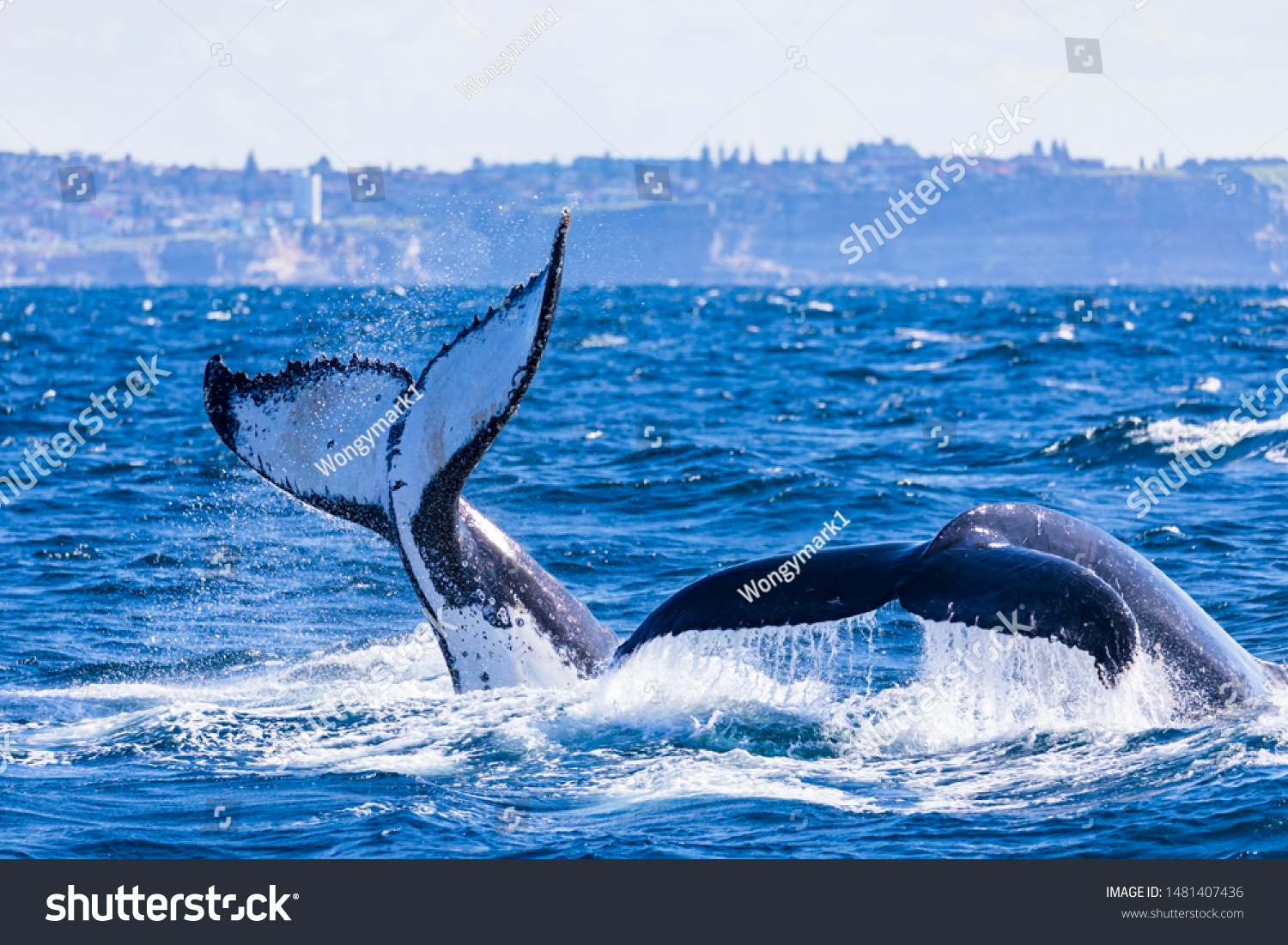 Tail Slapping Diving Humpback Whales Dual Stock Photo 1481407436