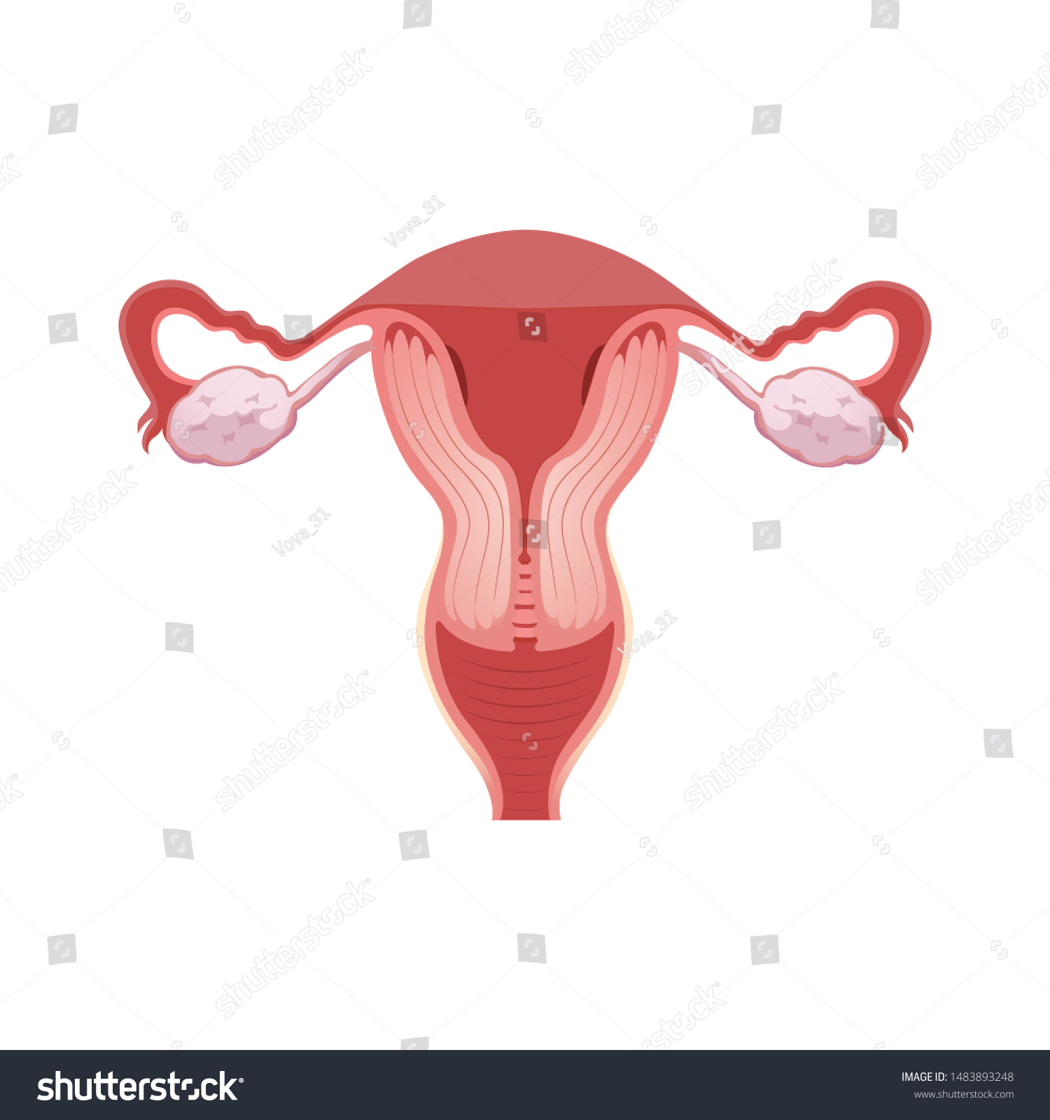 Illustration Female Reproductive System Human Anatomy Stock