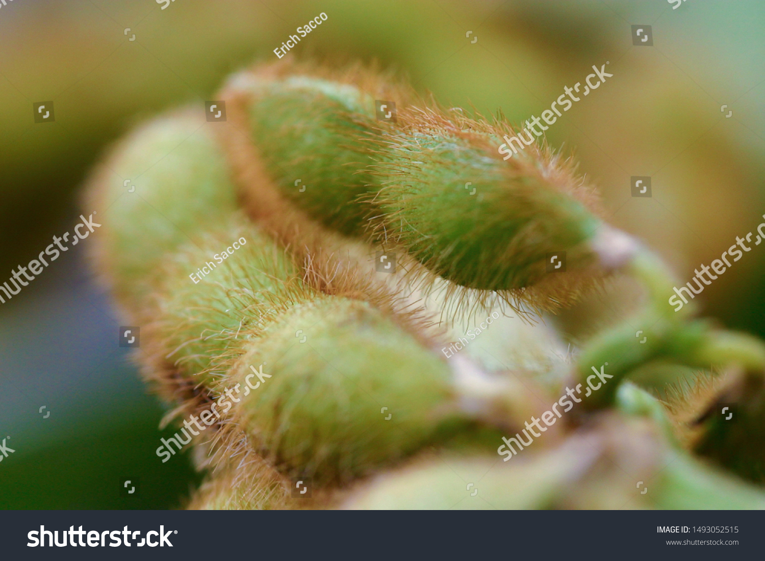 Soybean Plantations Handling Brazilian Agribusiness Stock Photo