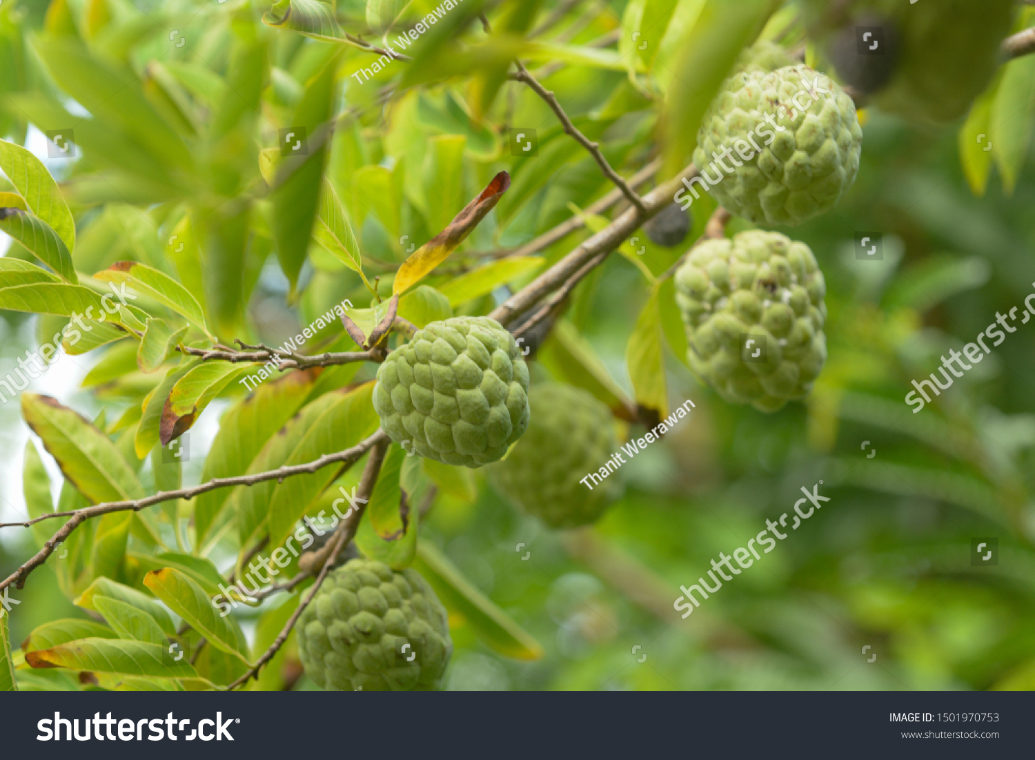 Custard Apple On Tree Images Stock Photos Vectors Shutterstock