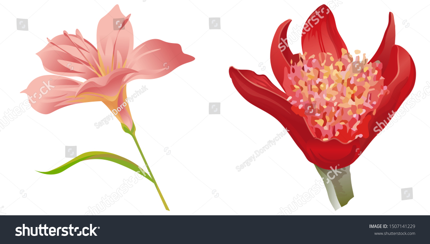 Pink Amaryllis Red Haemanthus Blood Lily Stock Vector Royalty Free