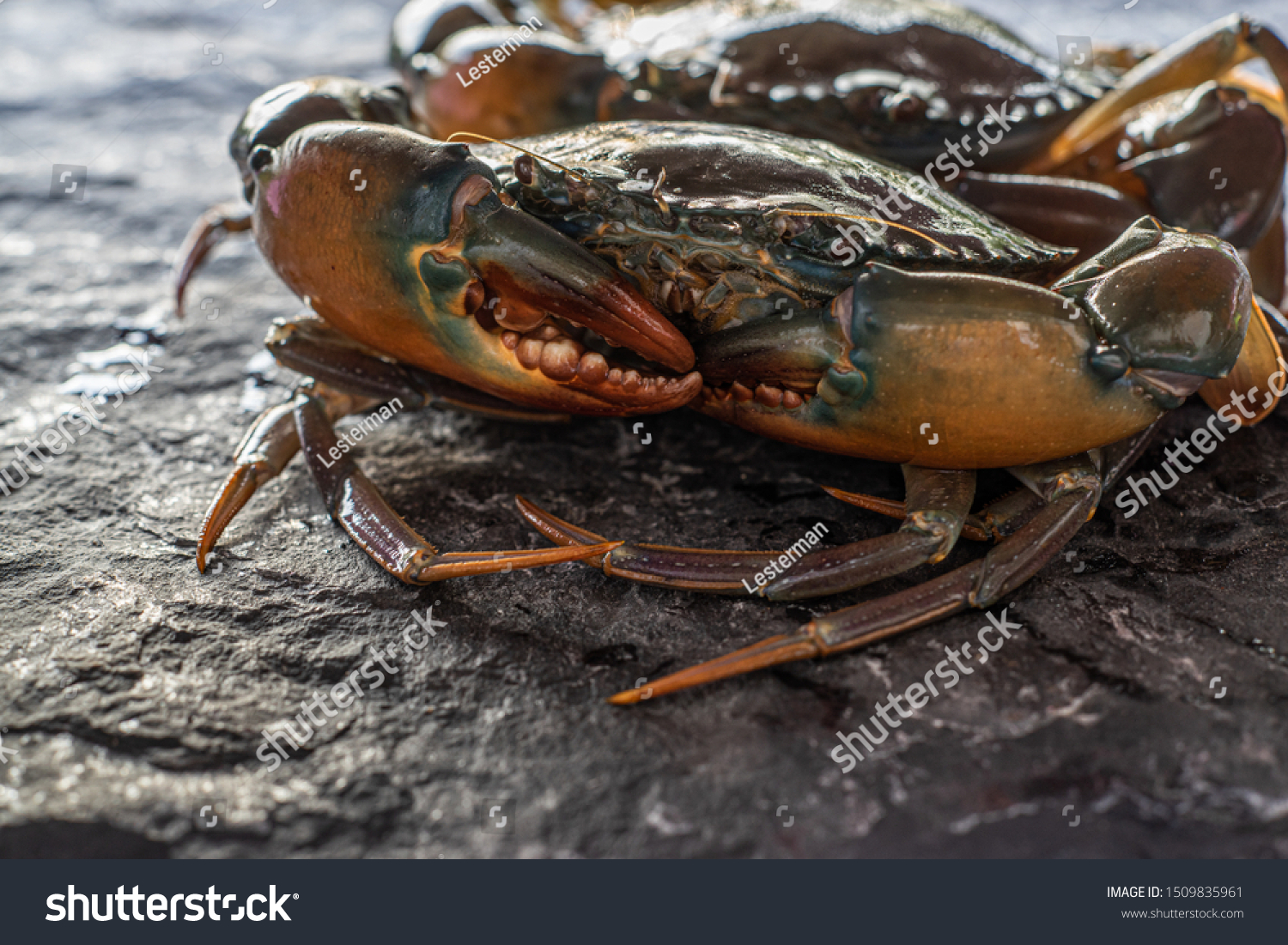 Giant Mud Crabs Scylla Serrata Known Stock Photo Shutterstock