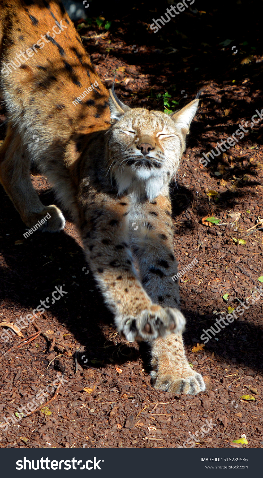 Eurasian Lynx Lynx Lynx Known European Stock Photo