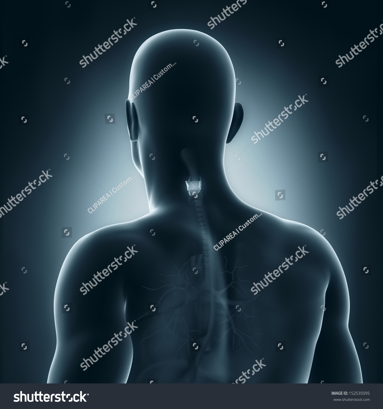 Male Thymus Anatomy Posterior View Stock Illustration 152535095