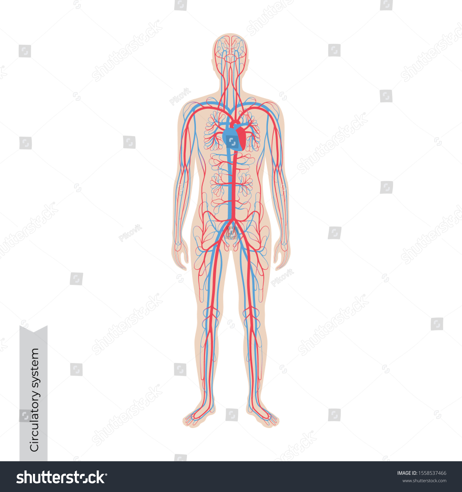 Vector Isolated Illustration Human Arterial Venous Stock Vector