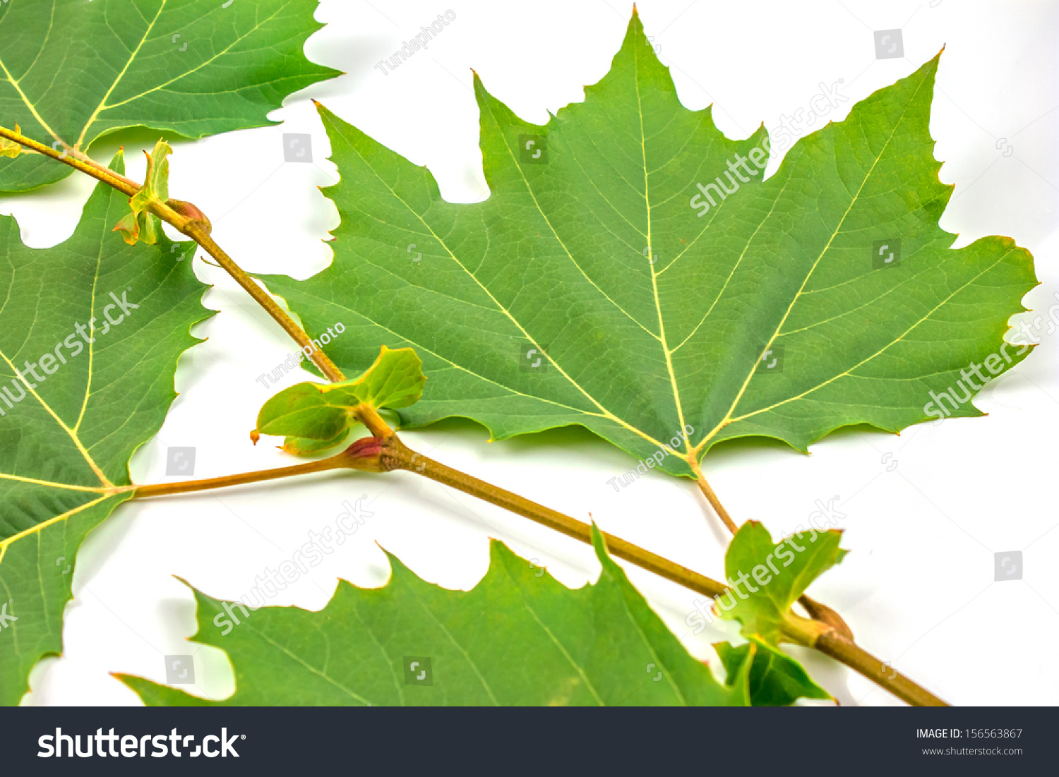 Plane Tree Sycamore Leaves Flowers Isolated Stock Photo