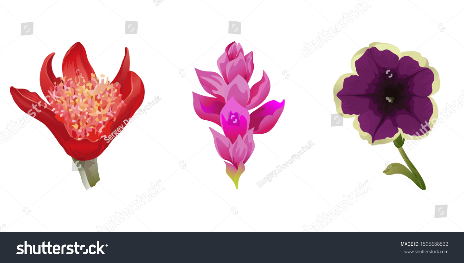 Red Haemanthus Blood Lily Pink Ginger Stock Vector Royalty Free