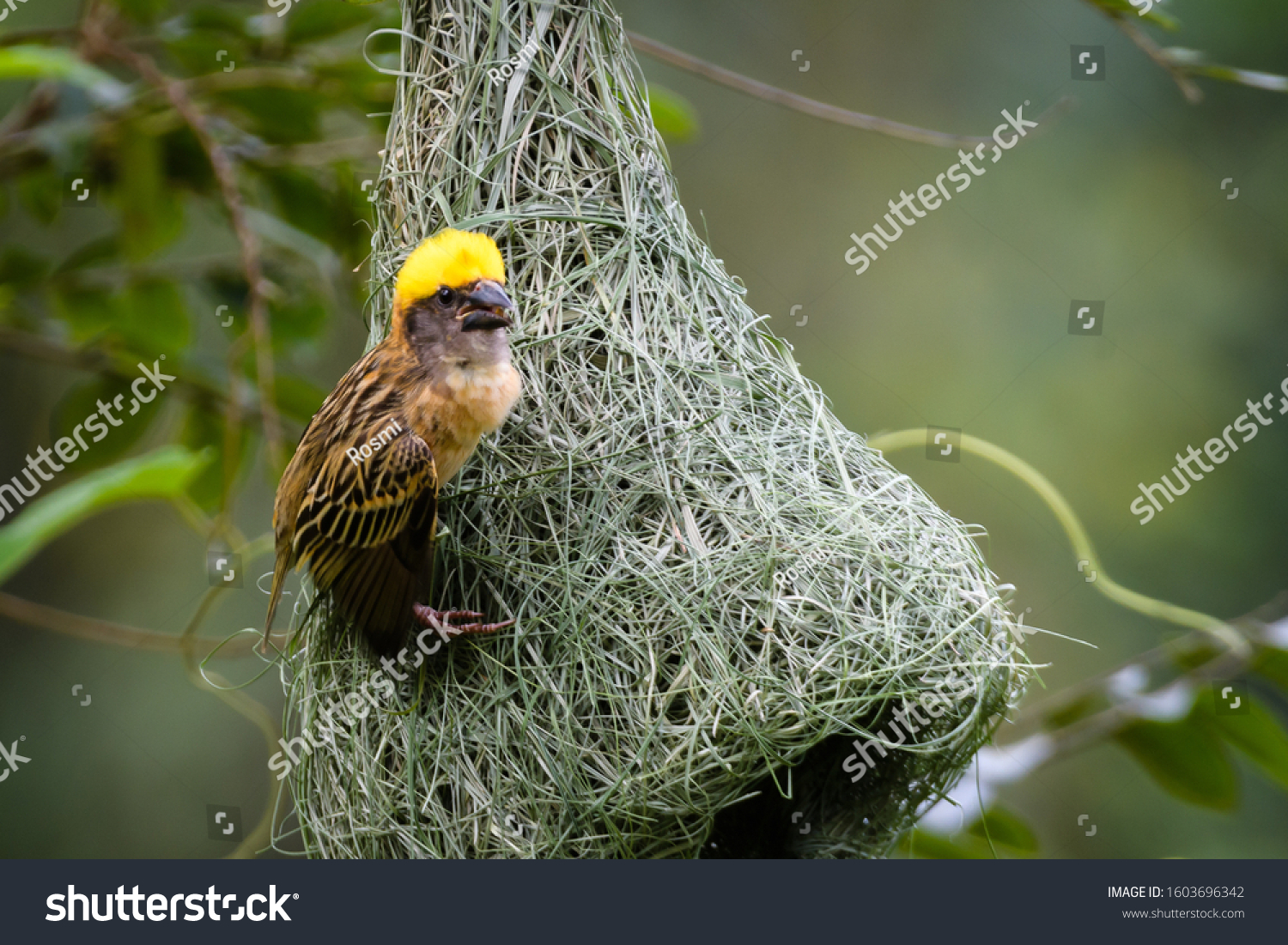 Portrait Male Baya Weaver Ploceus Philippinus Stock Photo 1603696342