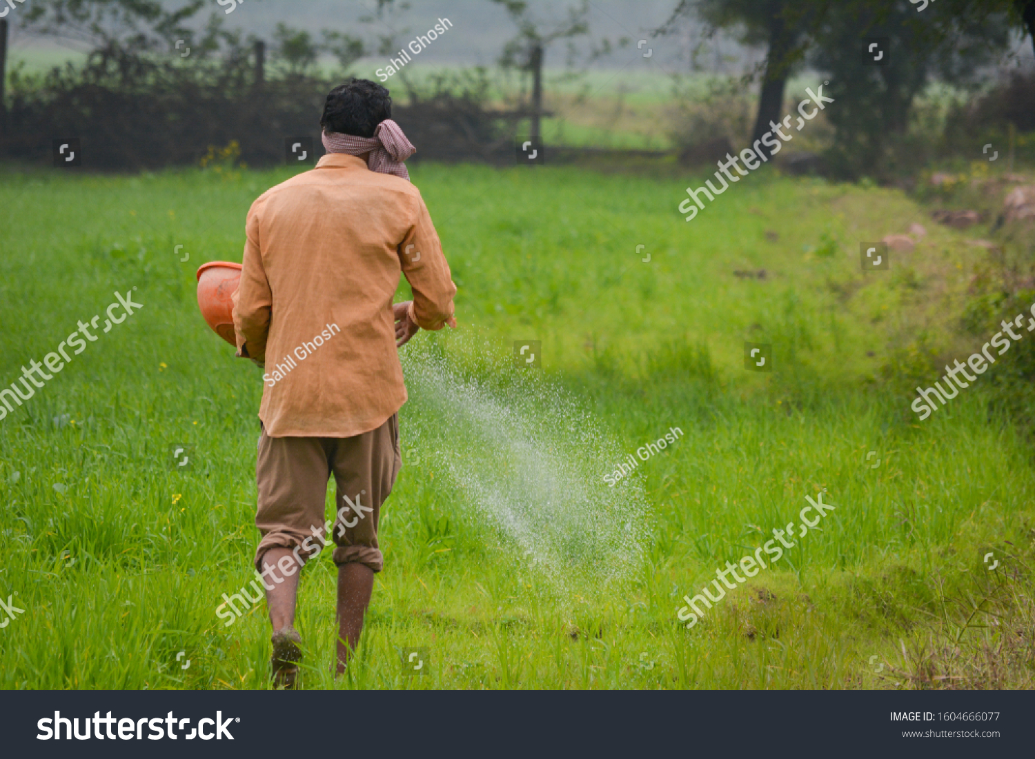 Indian Farmer Spreading Fertilizer Wheat Field Stock Photo