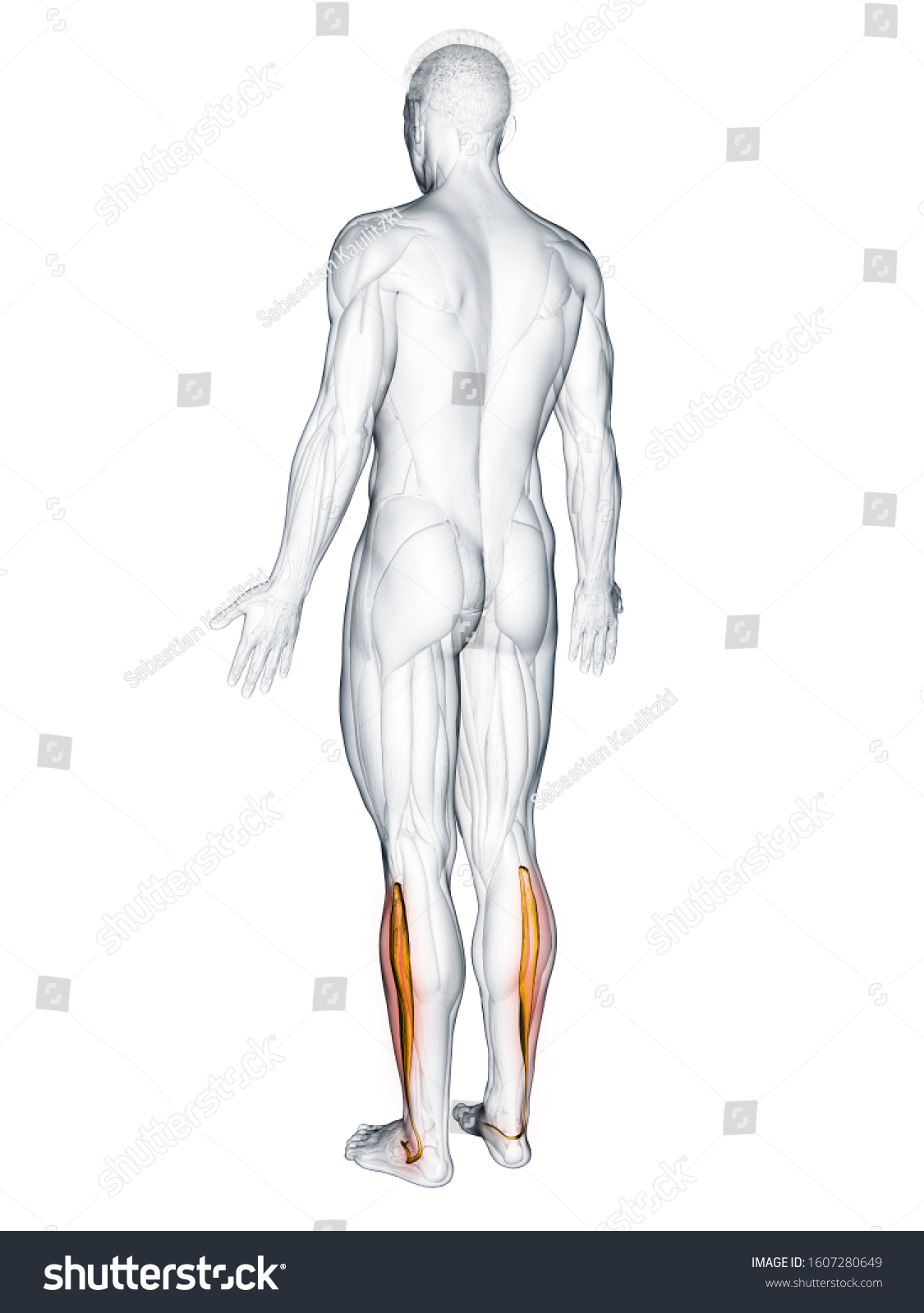 D Rendered Muscle Illustration Peroneus Longus Stock Illustration