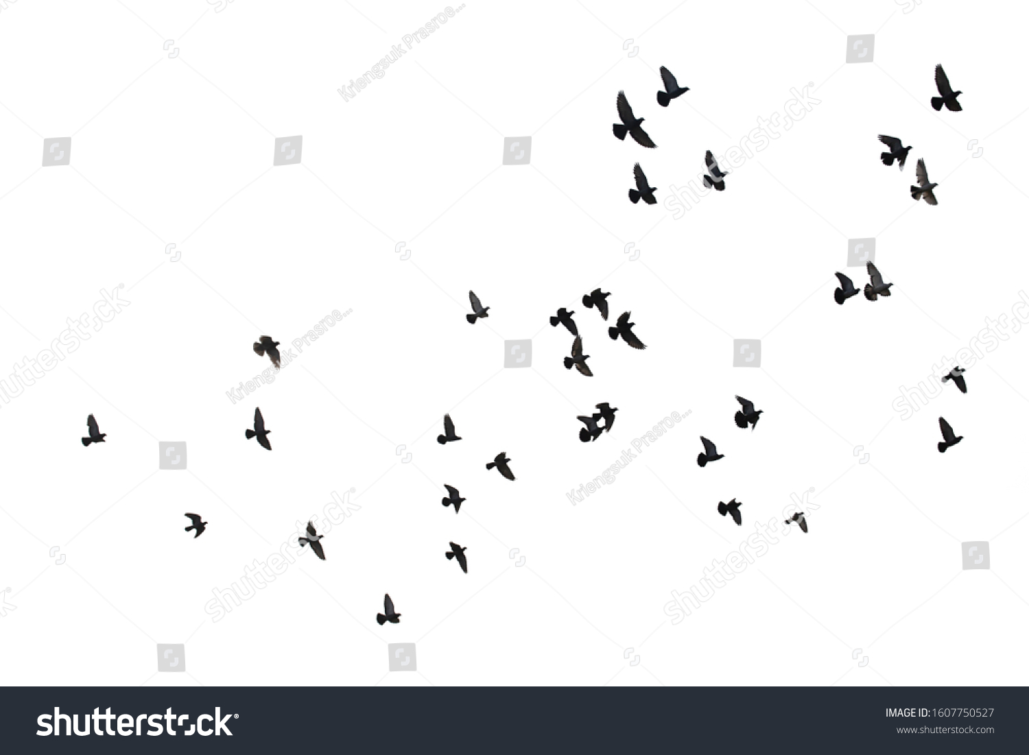 Flocks Flying Pigeons Isolated On White Stock Photo