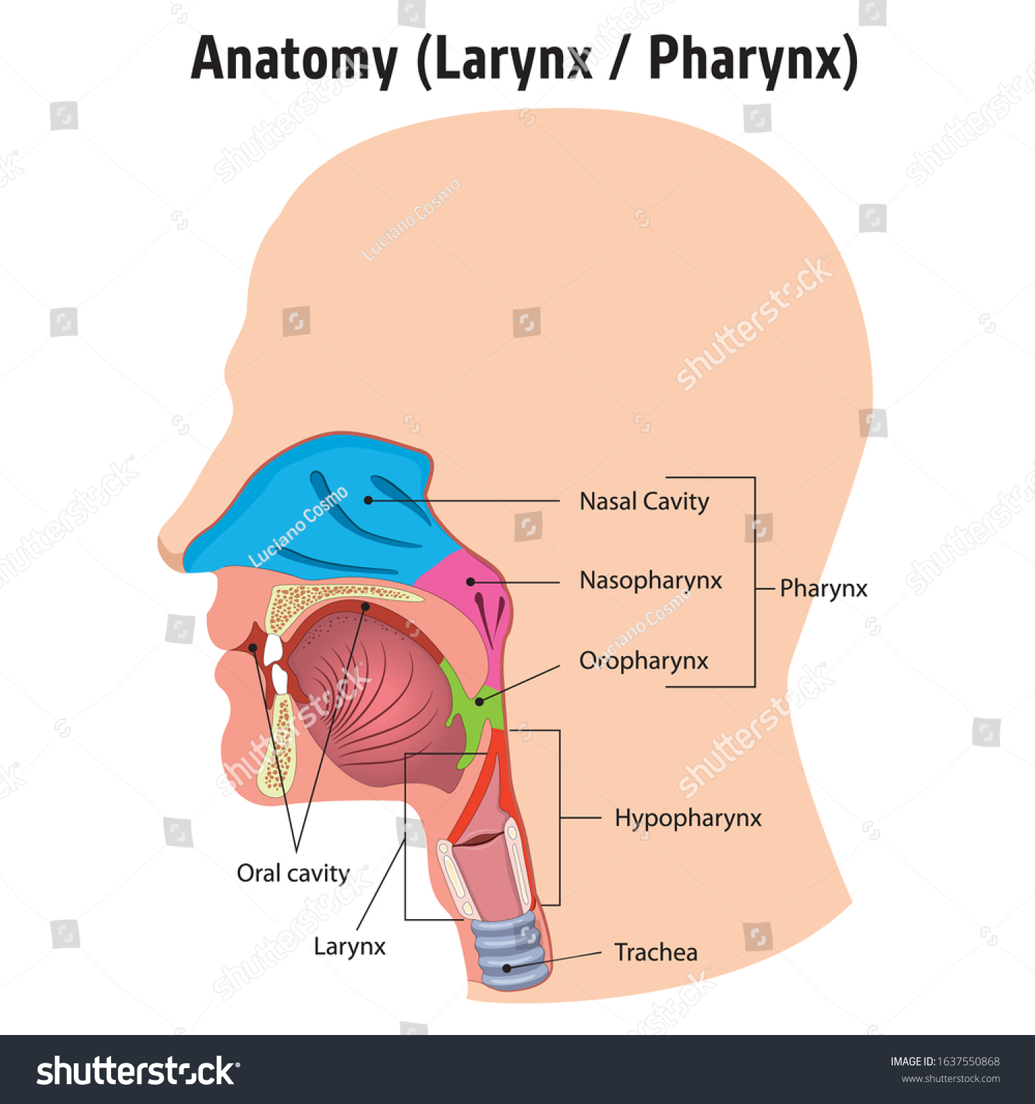 Human Larynx And Pharynx Anatomy Head Close Vector Image The Best Porn Website