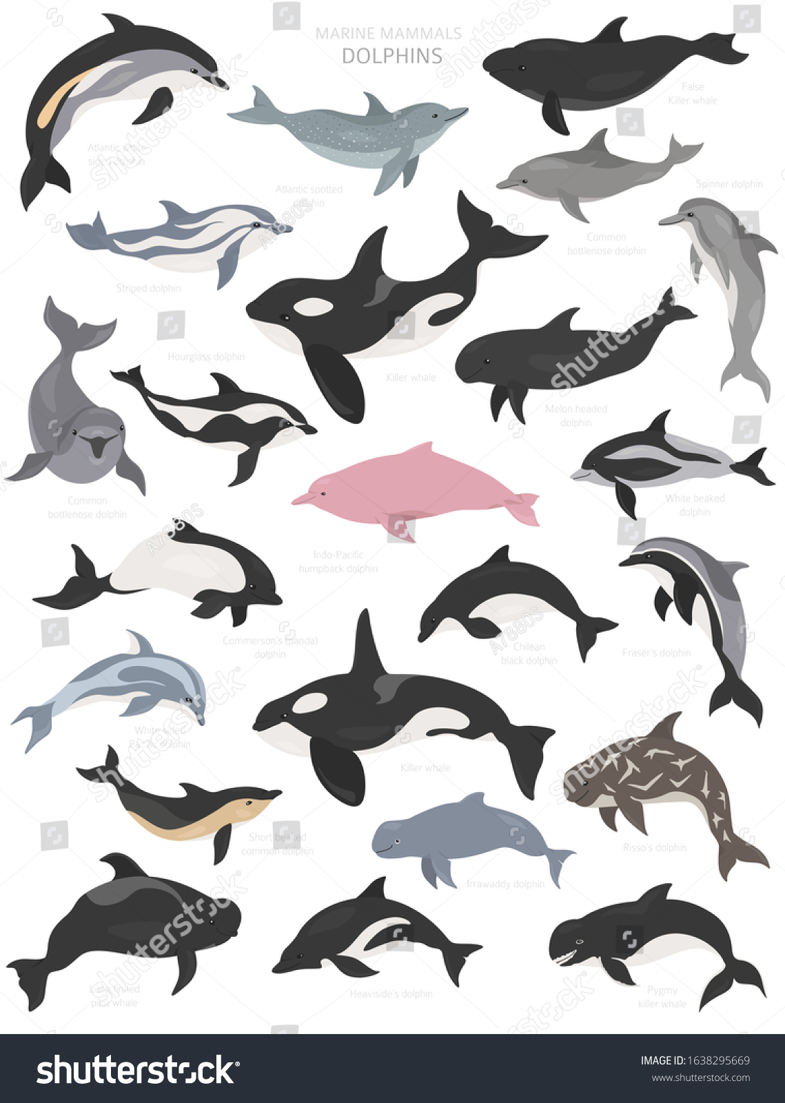 Dolphins Set Marine Mammals Collection Cartoon Stock Vector Royalty