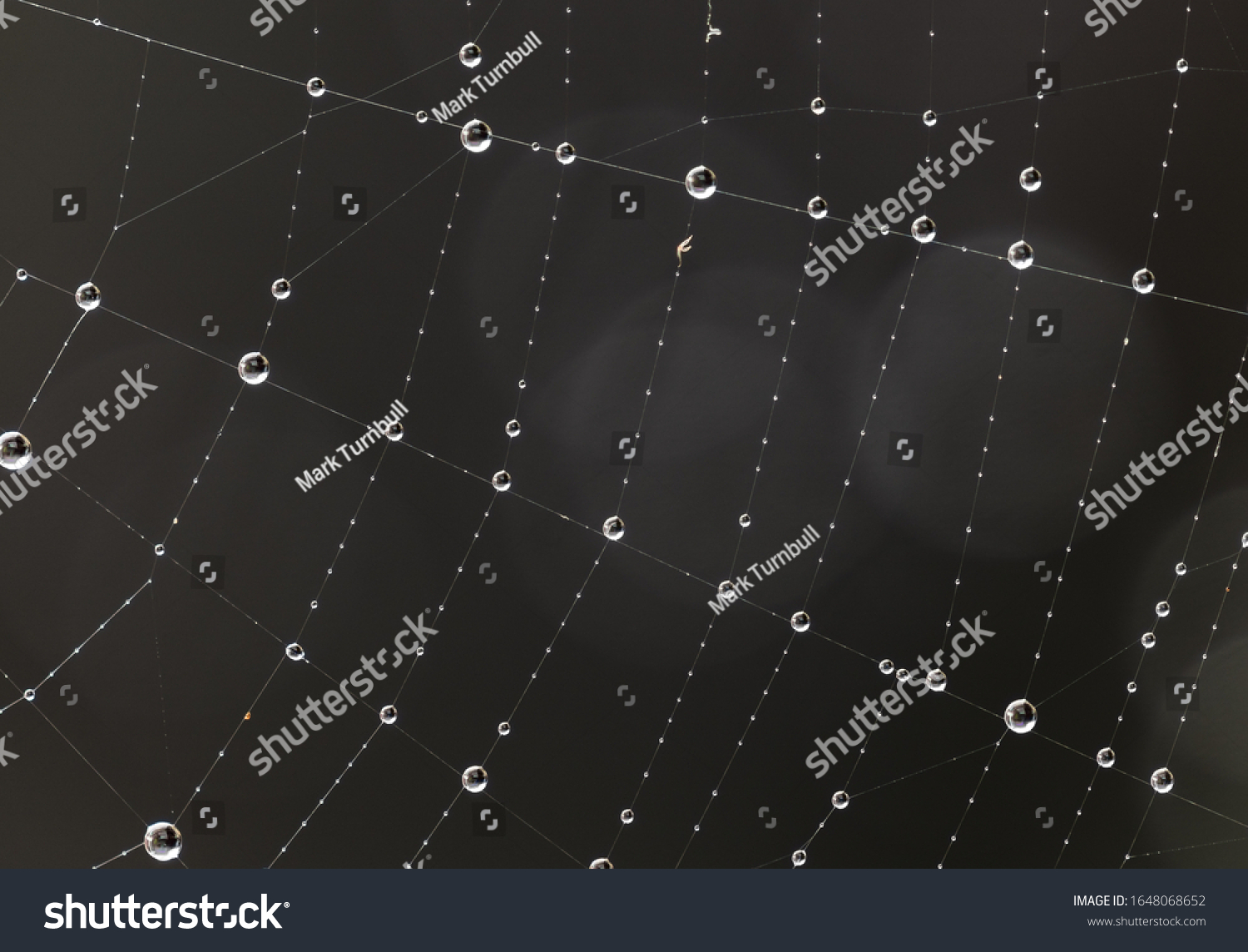 Macro View Spiders Web Water Droplets Stock Photo Shutterstock