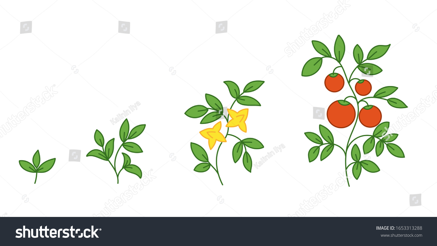 Tomato Plant Growth Stages Solanum Lycopersicum Stock Vector Royalty Free