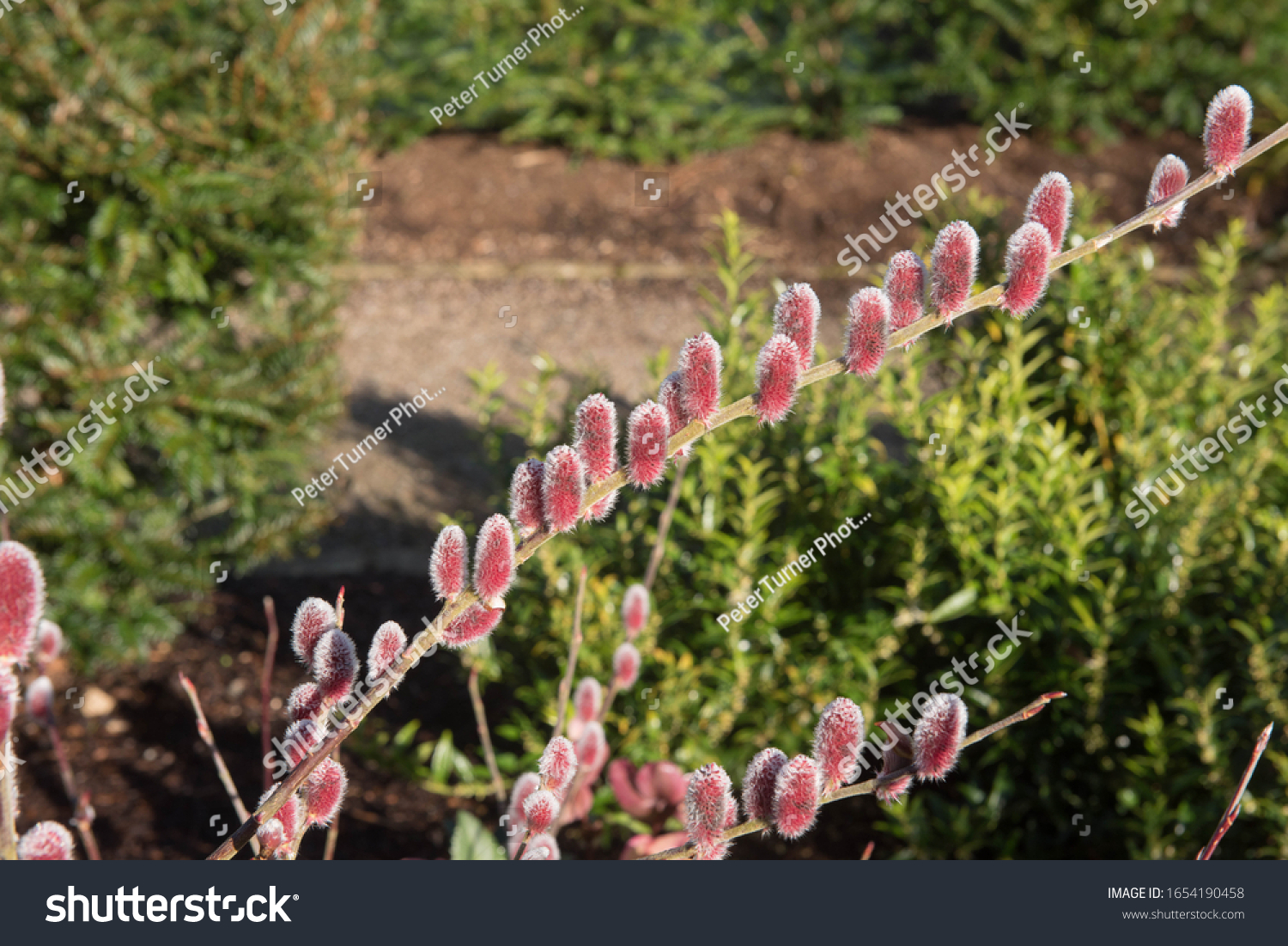 Winter Catkins Japanese Pink Pussy Willow Stock Photo