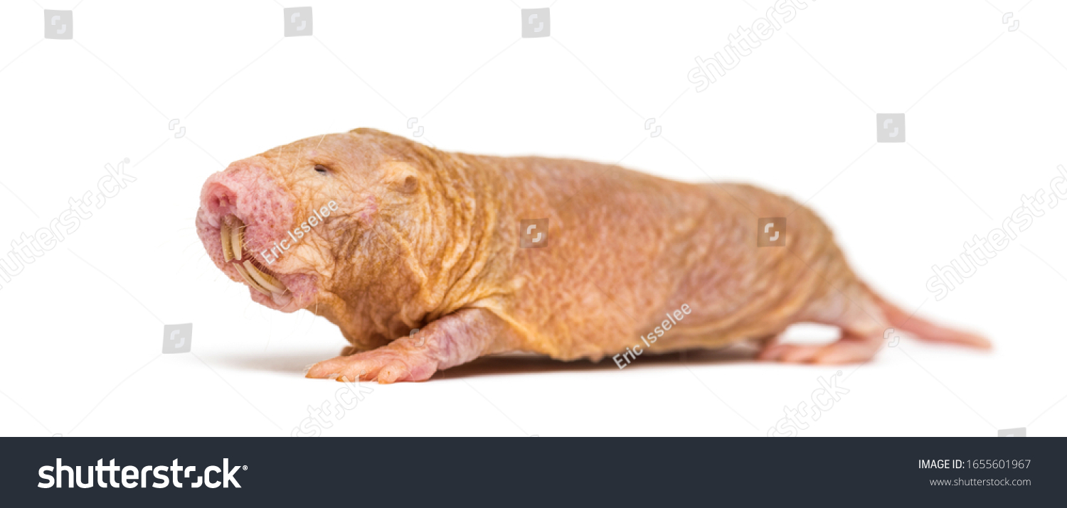 Naked Molerat Hairless Rat Isolated On Stock Photo