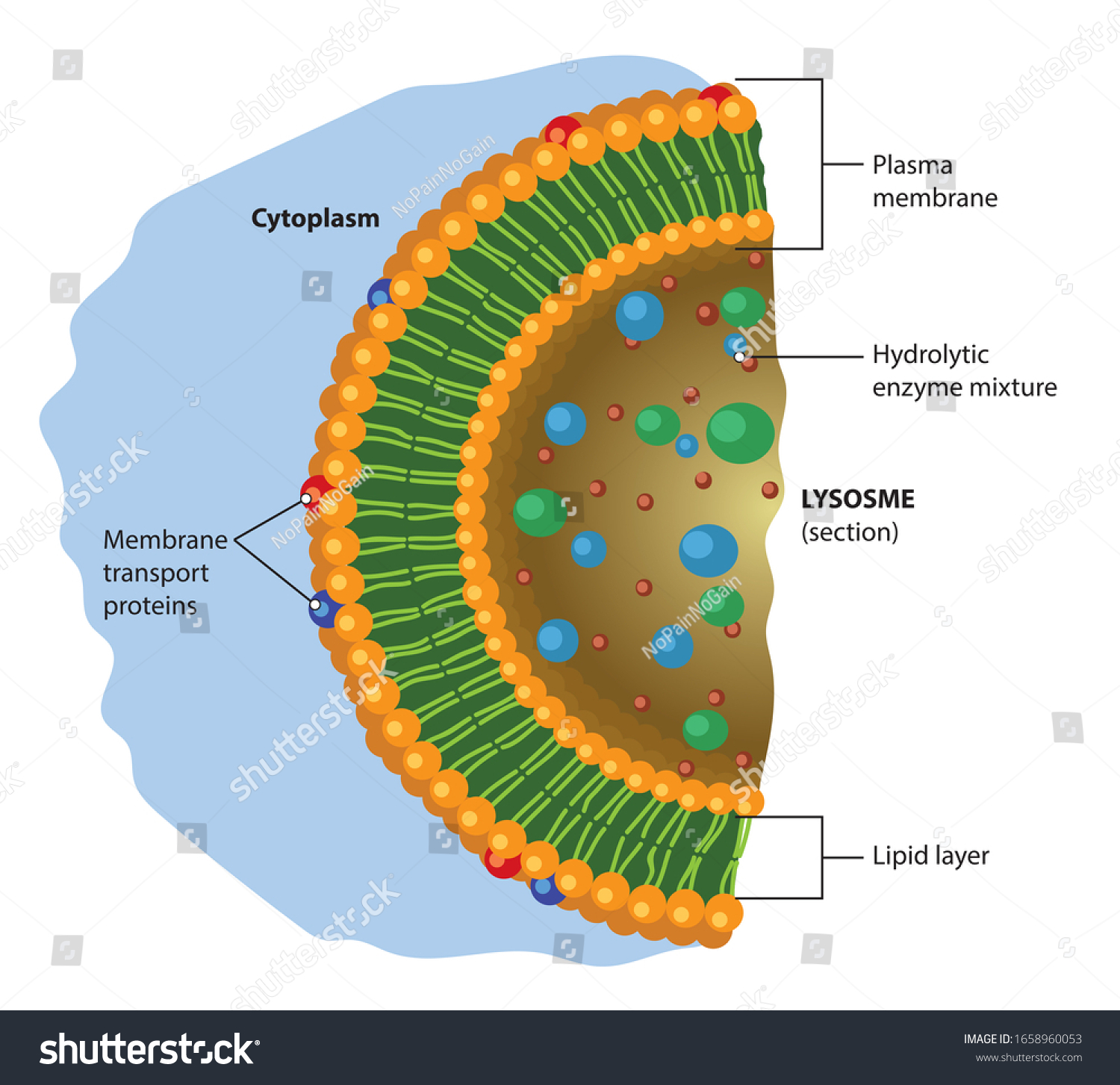 Schematic Illustration Basic Lysosome Structure Stock Illustration