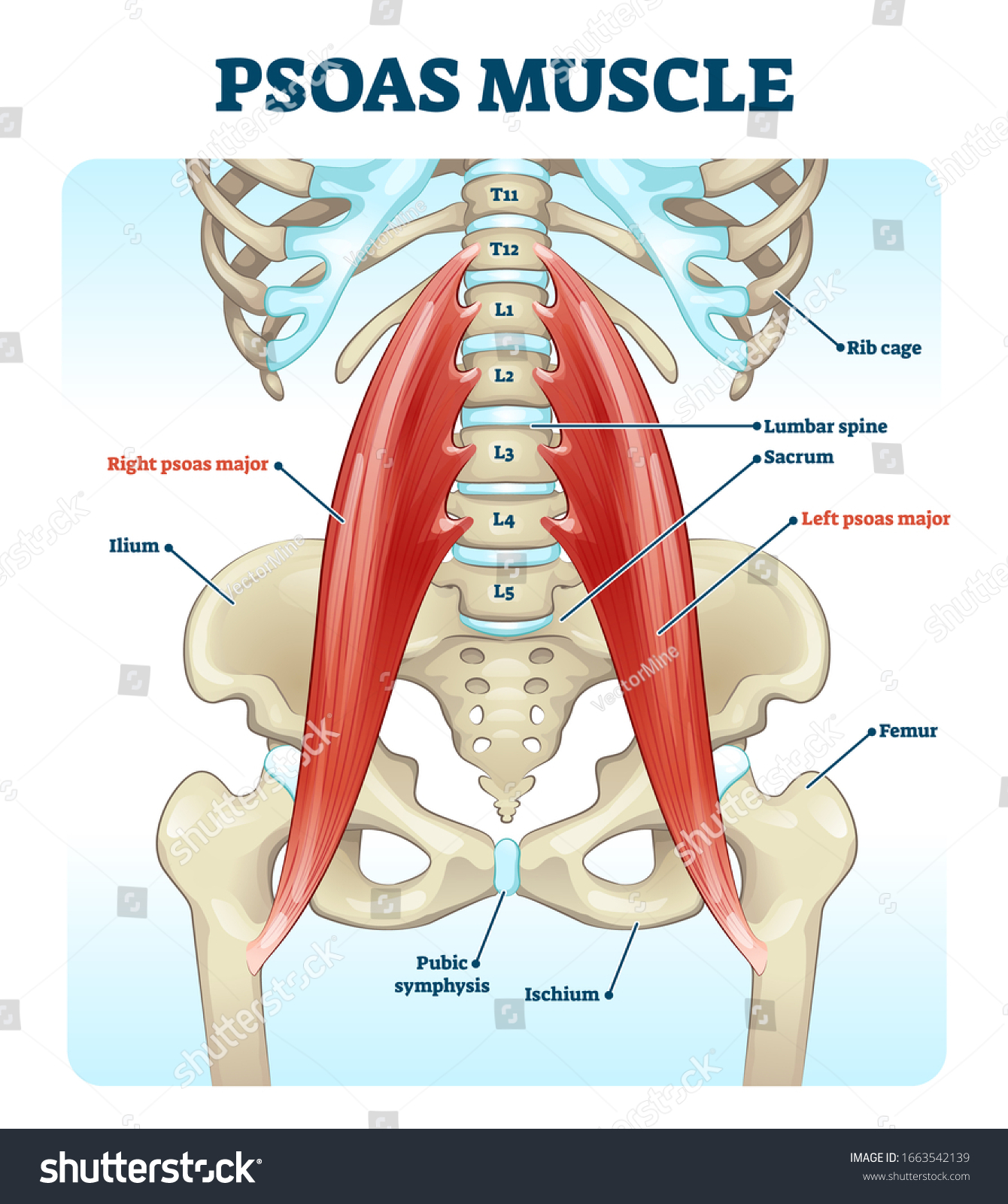 Psoas Muscle Medical Vector Illustration Diagram Vector C S N Mi N