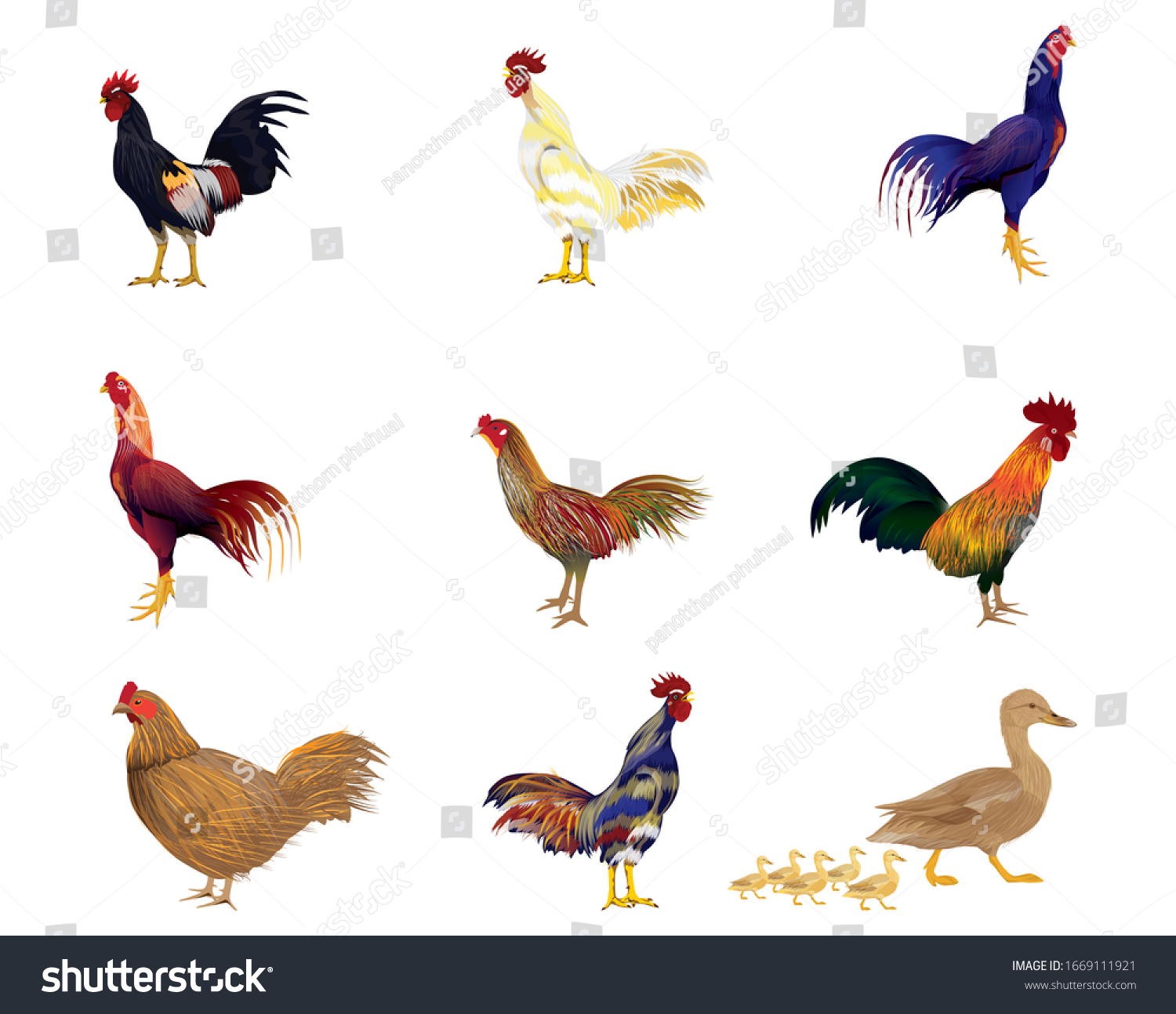 Chicken On White Background Vector Design Stock Vector Royalty Free