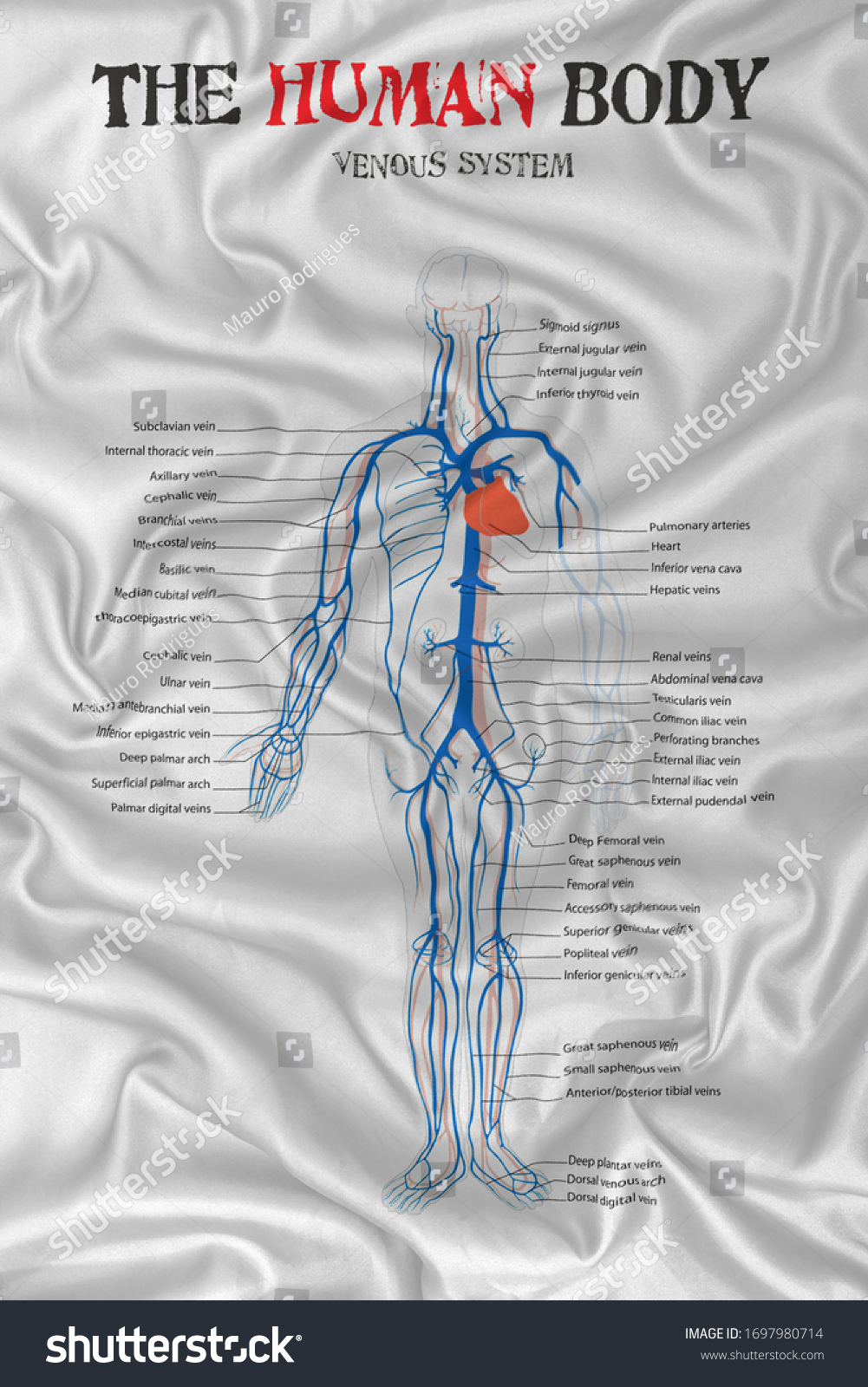 Human Body Venous System Diagram On Stock Illustration