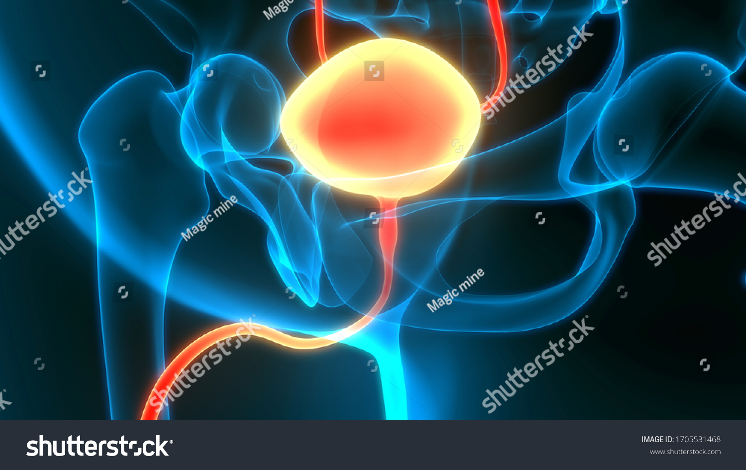 Human Urinary System Bladder Anatomy 3d Stock Illustration 1705531468