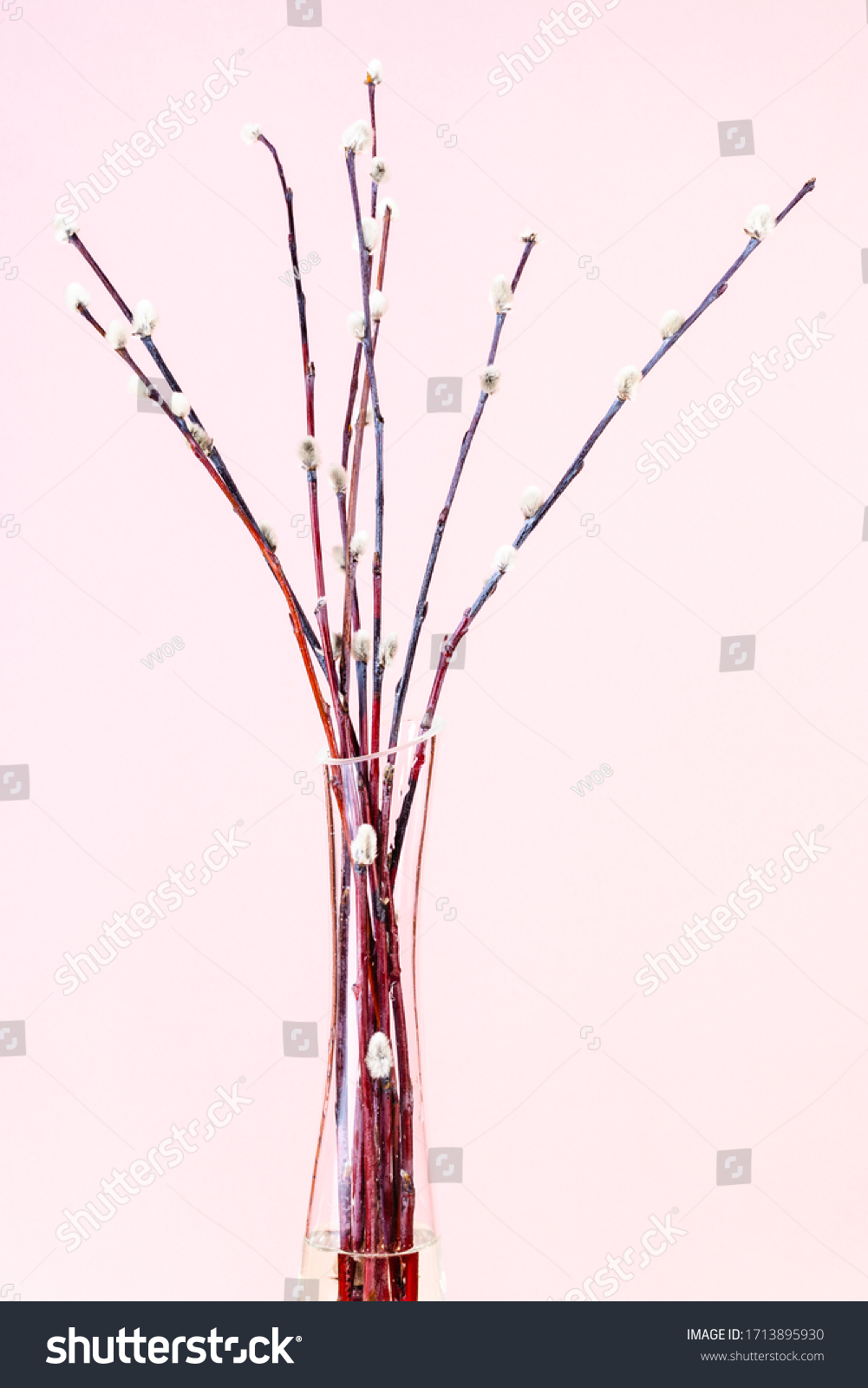 Vertical Pussy Willow Sunday Palm Sunday Stock Photo