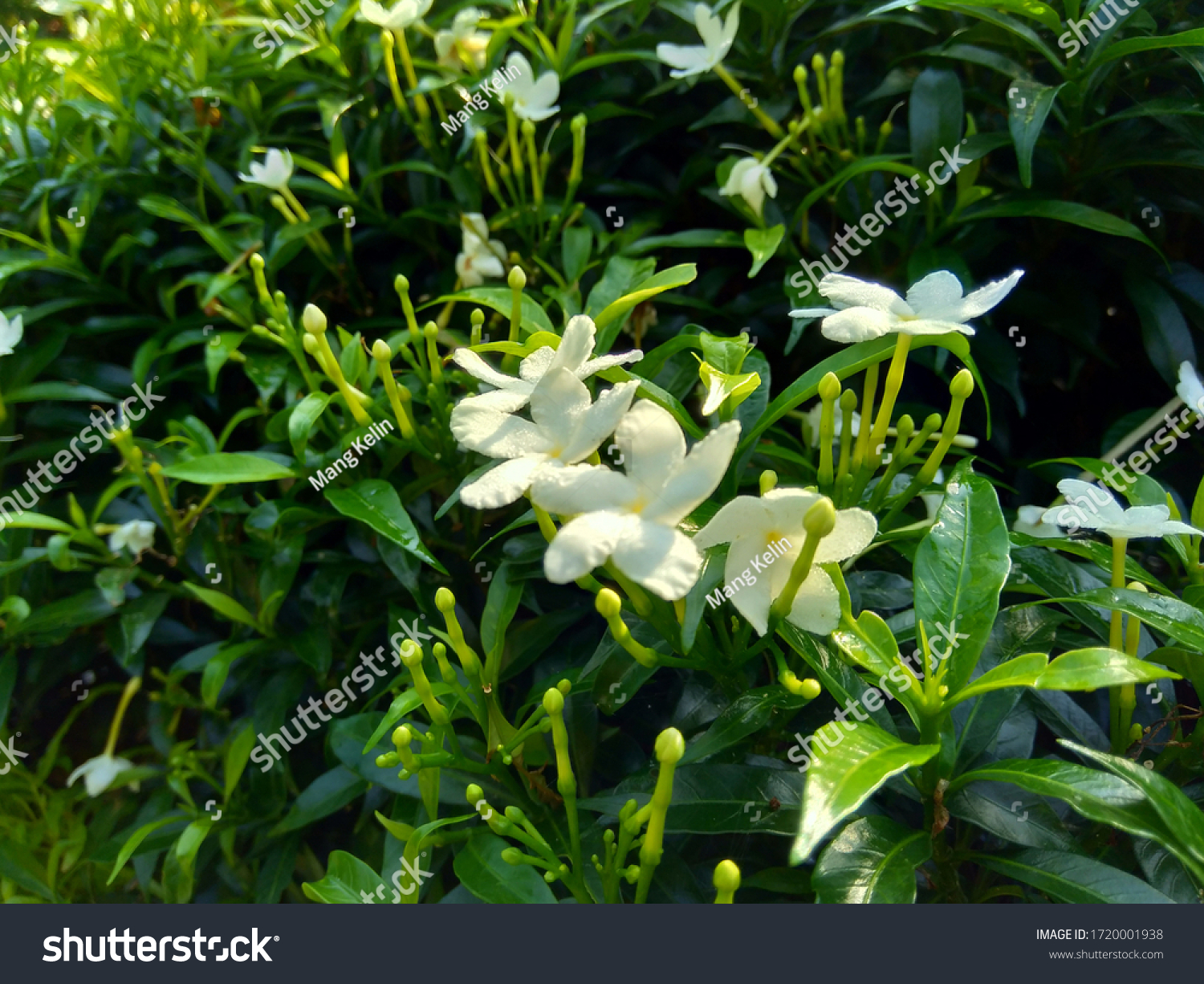 Close Green Gardenia Jasminoides Gardenia Cape Stock Photo