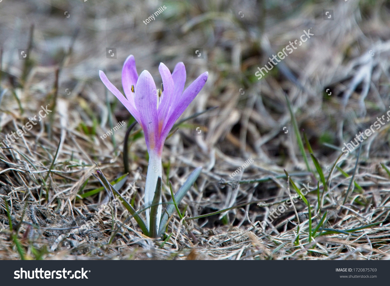 Wild Crocus Crocus Reticulatus Early Sign Stock Photo